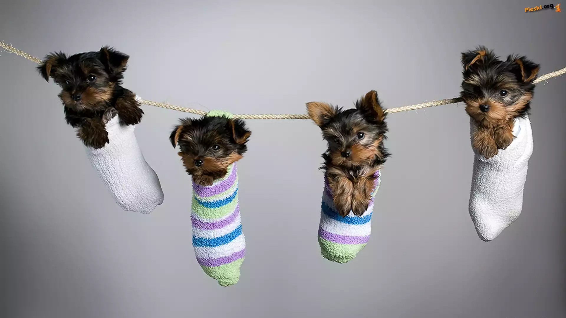 Yorki, Cztery, Małe, Skrapety