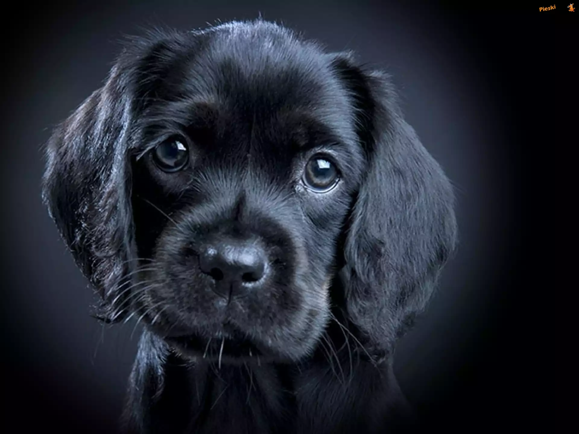 Szczeniaczek, Mały, Czarny, Labrador Retriever