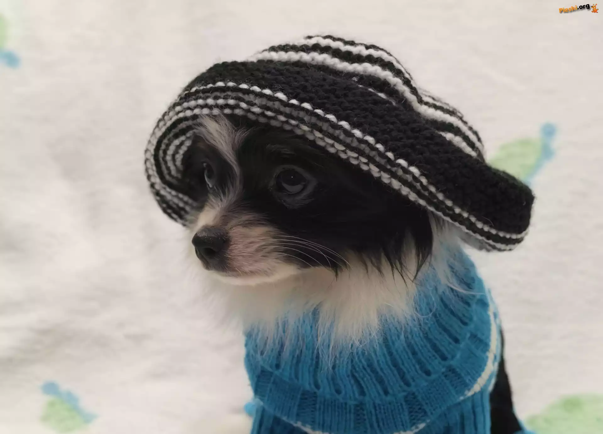 Ubranku, Chihuahua, Piesek, Czapka, W