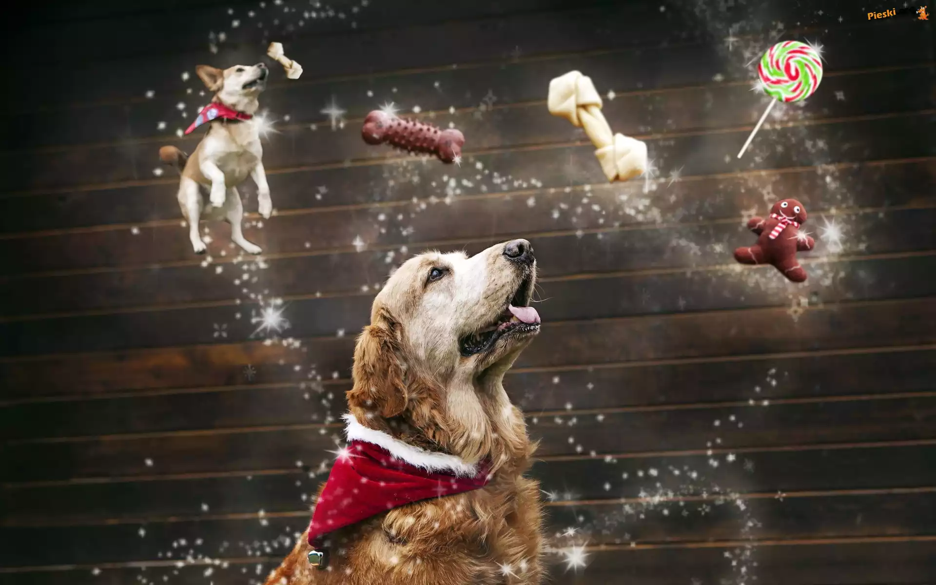 Pies, Golden retriever, Przysmaki