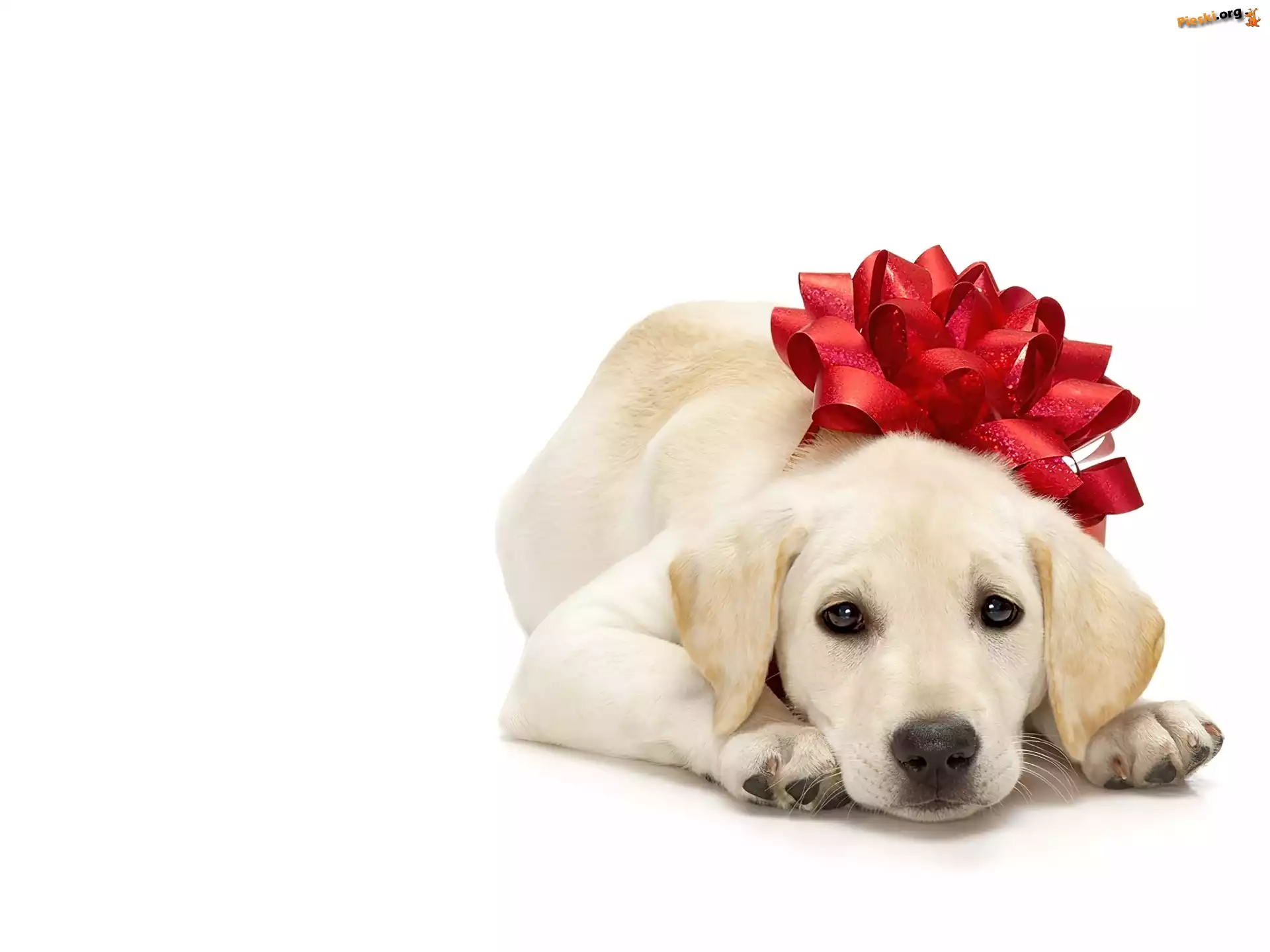 Kokarda, Czerwona, Pies, Labrador Retriever