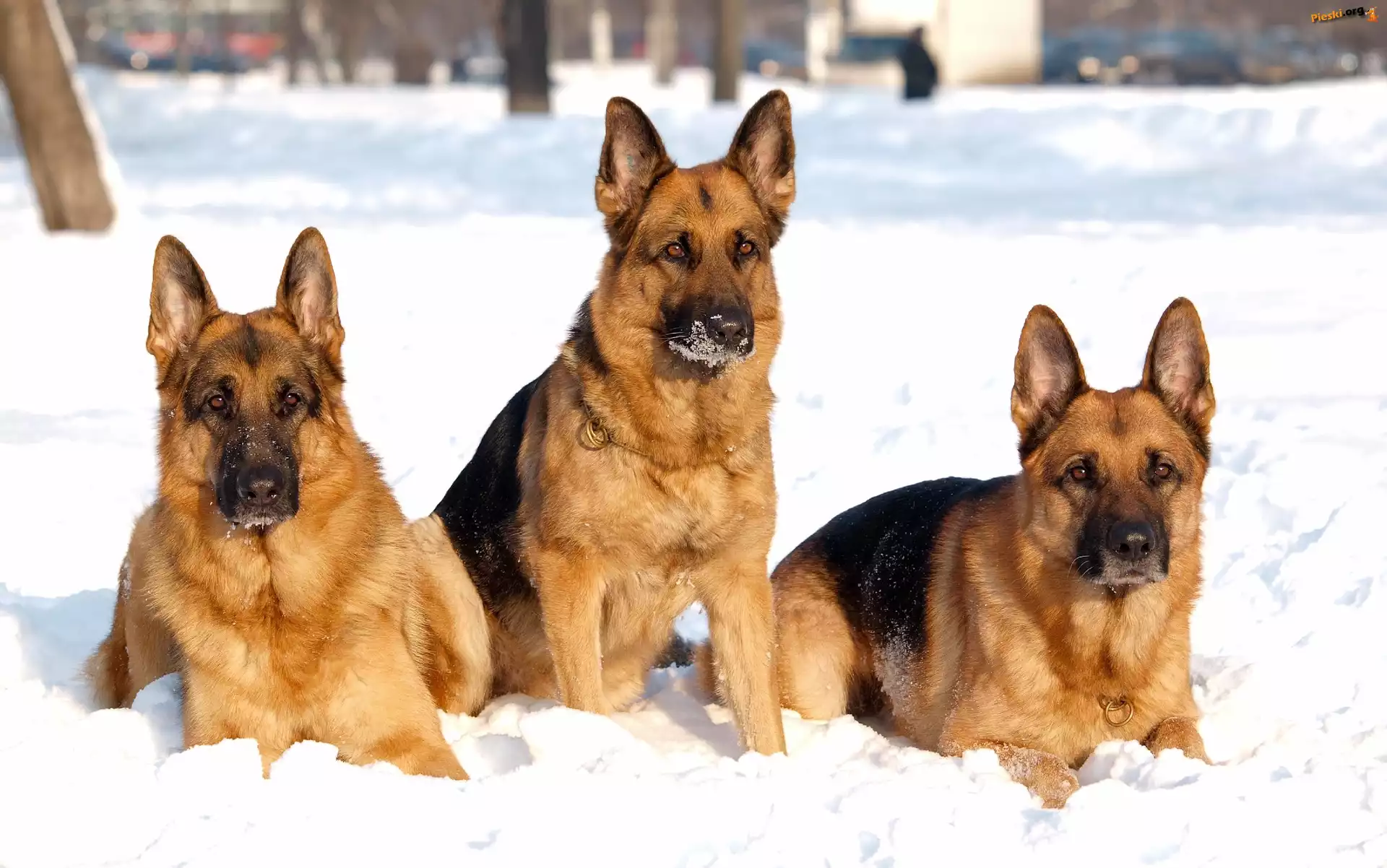 Owczarki, Zima, Trzy, Niemieckie