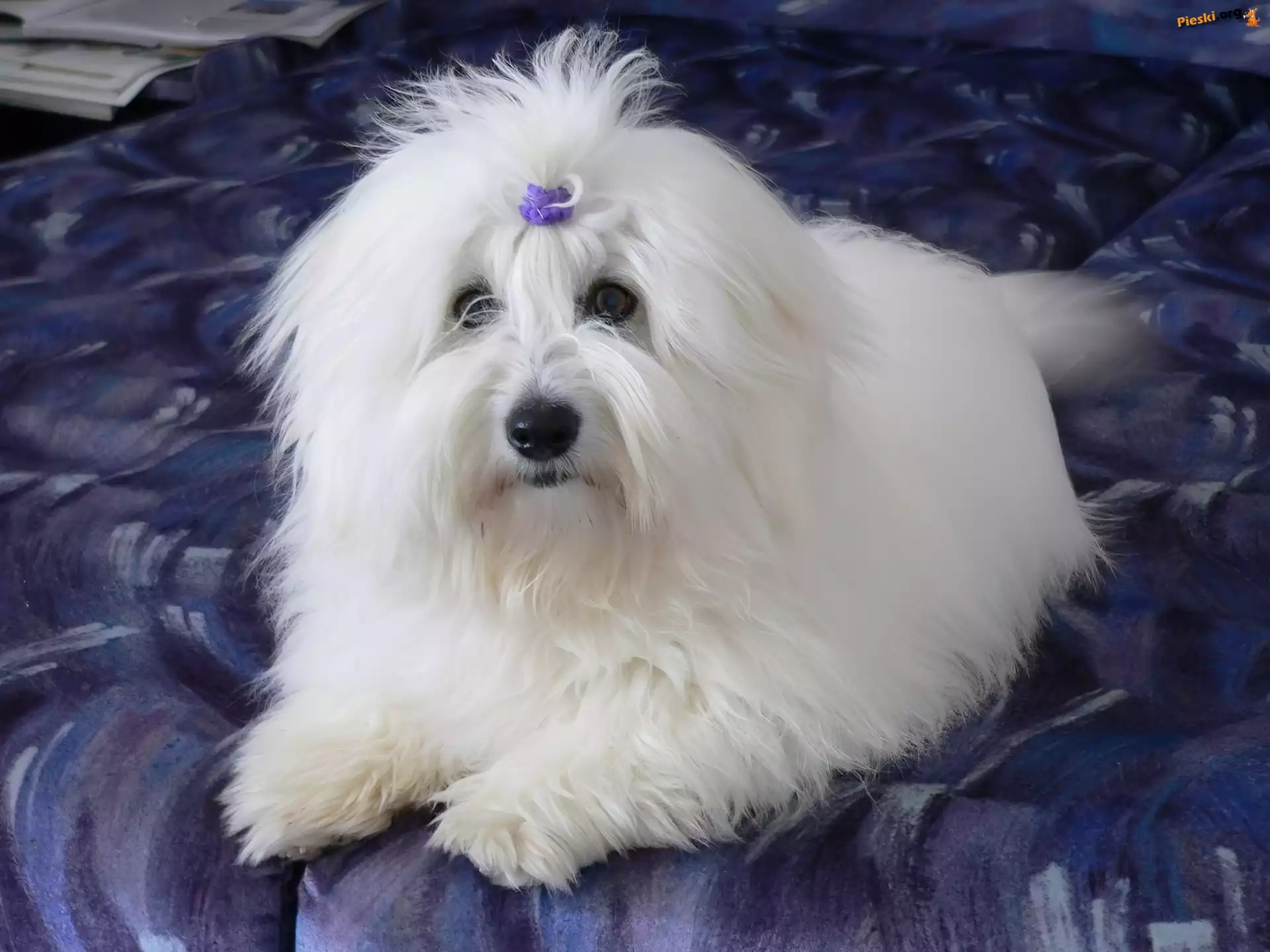Kokardka, Coton de Tulear, Piesek