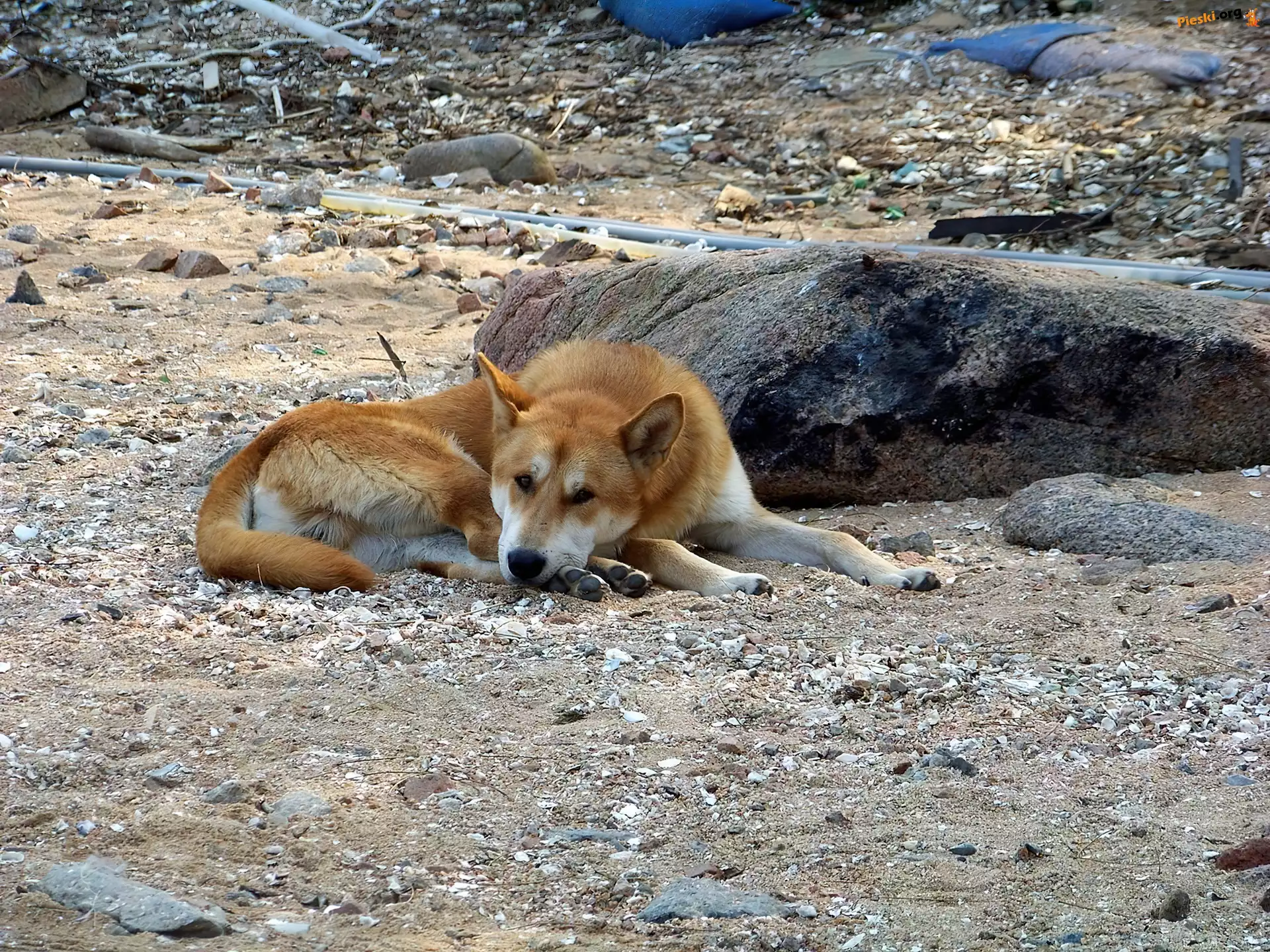 Kamyczki, Jindo, Piesek