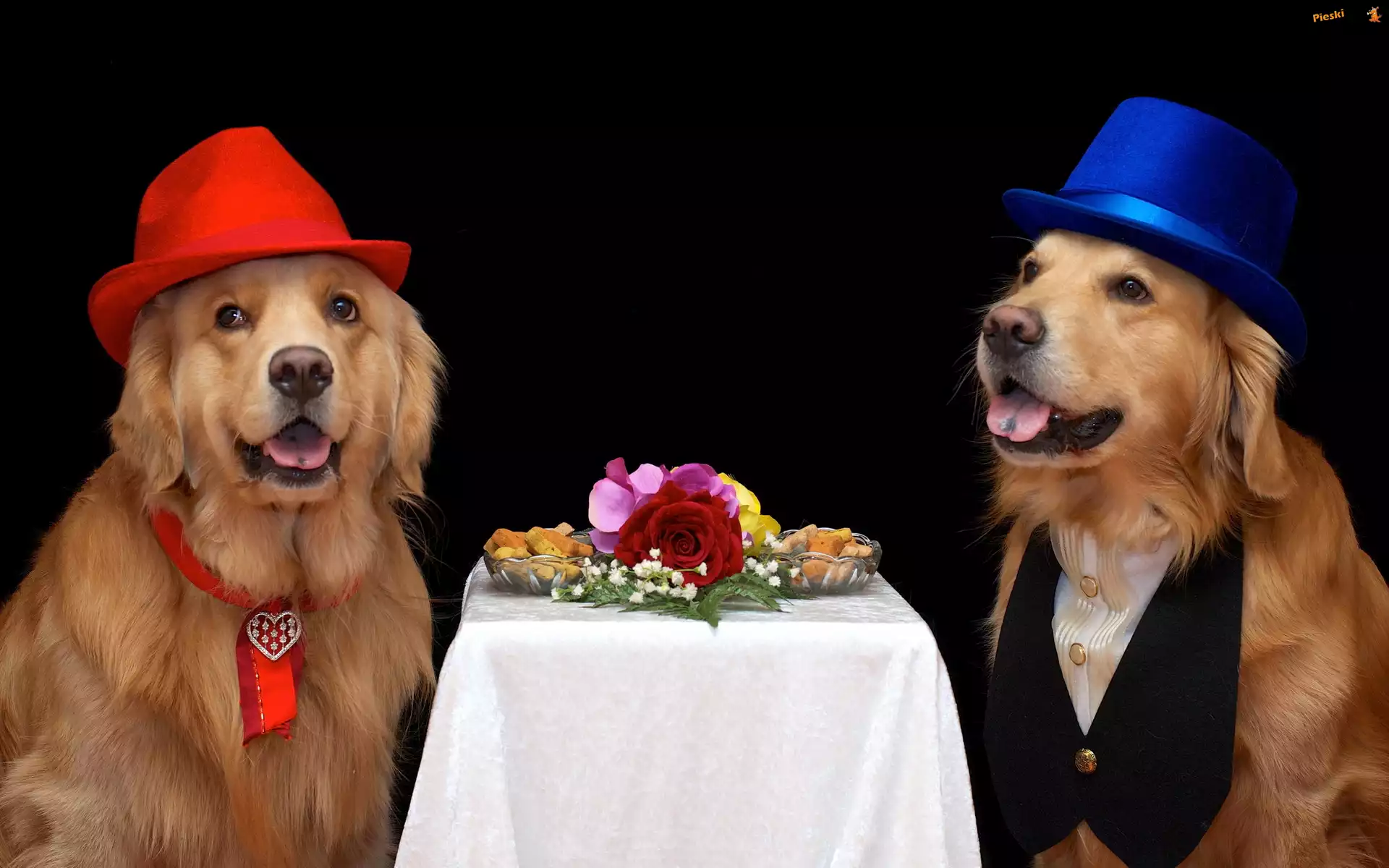 Golden retriever, Dwa, Psy, Kapelusze