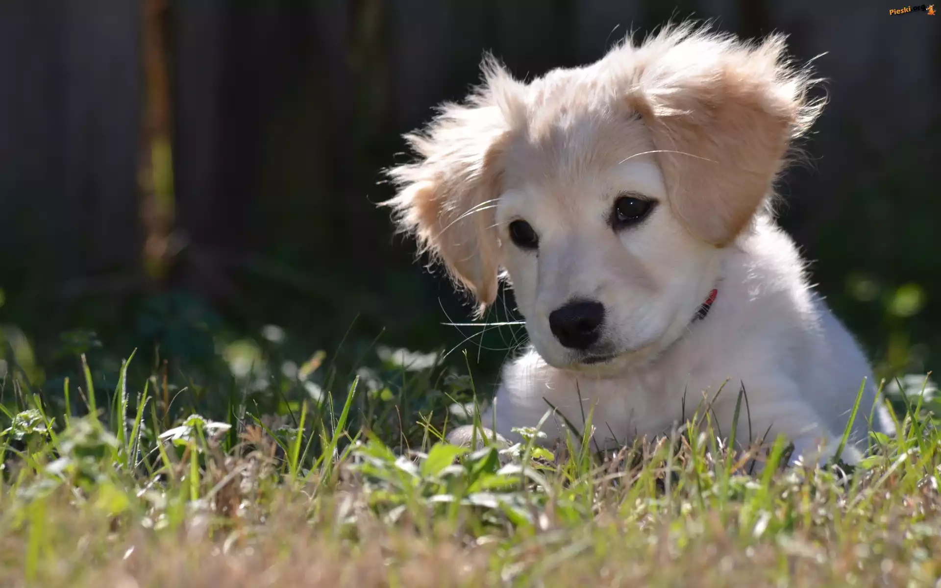 Trawa, Biały, Szczeniaczek, Golden Retriever