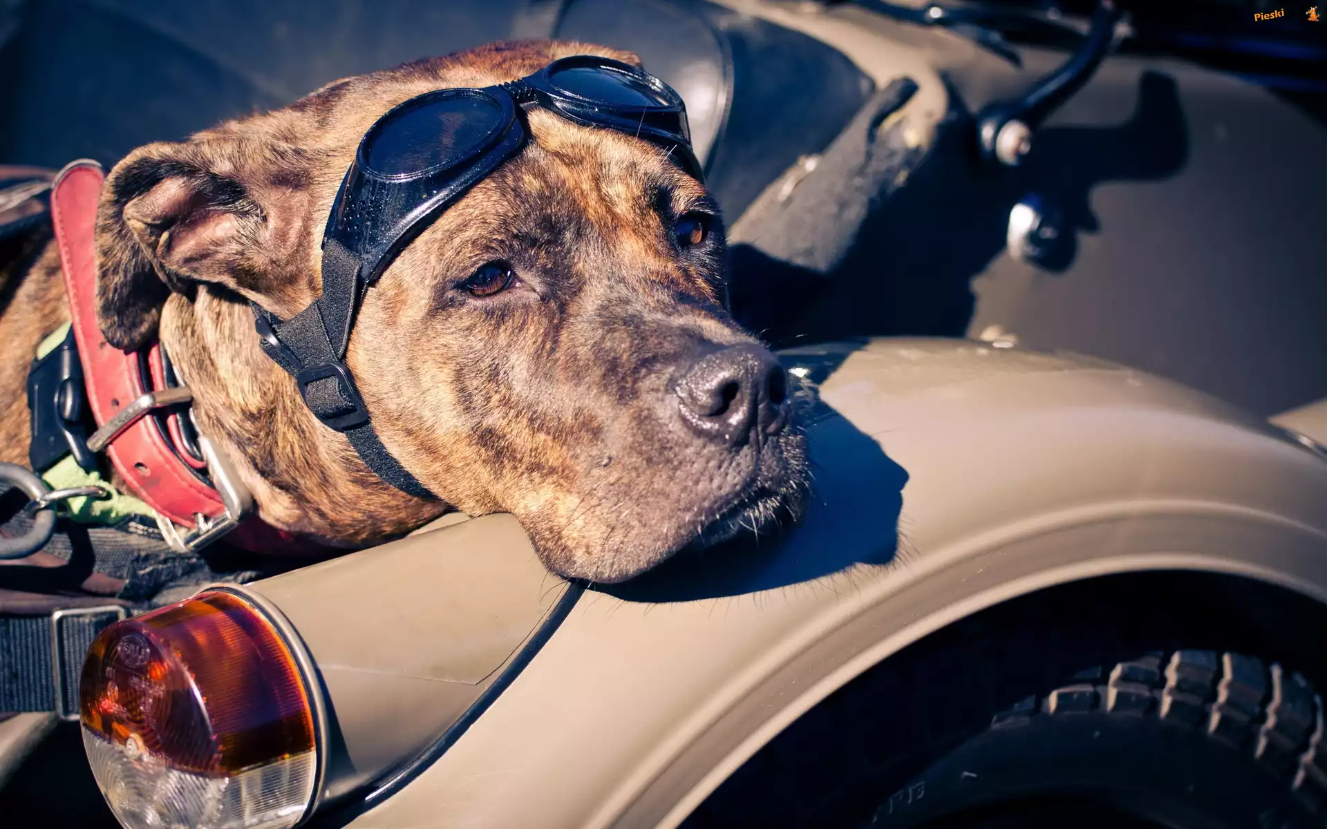 Motor, Pies, Okulary, Broholmer