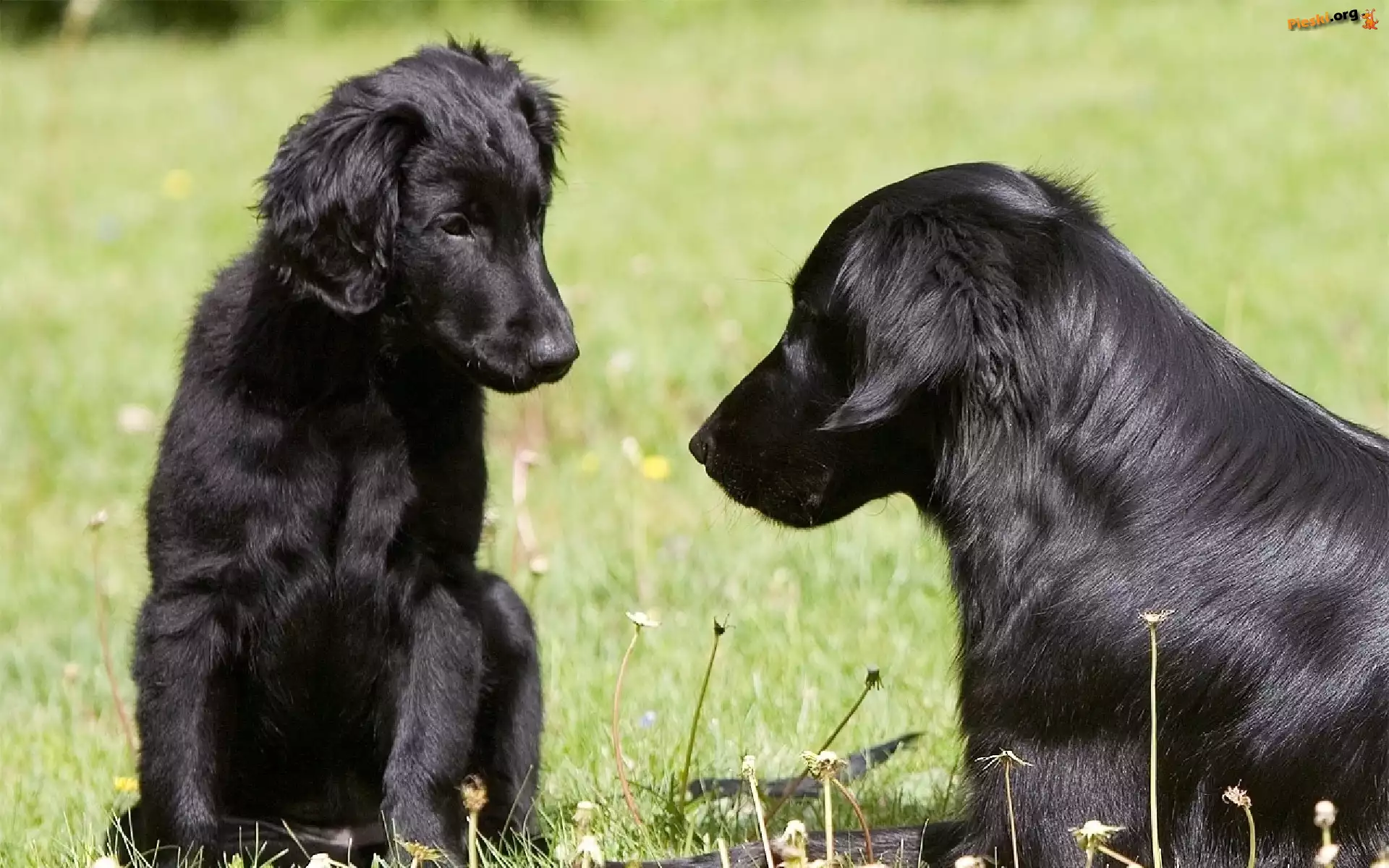 Psy, Dwa, Czarne, Flat coated retriever