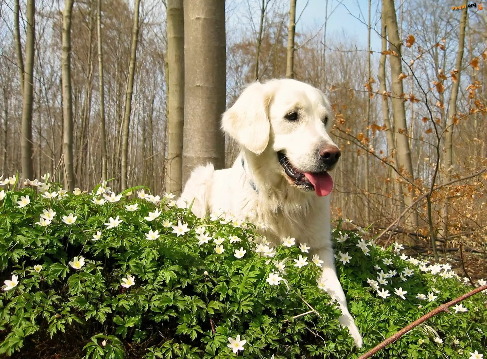 Drzewa, Kwiatki, Golden, Retriever