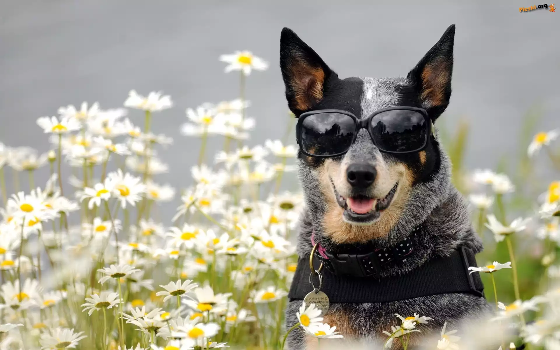 Okulary, Pies, Australian cattle dog