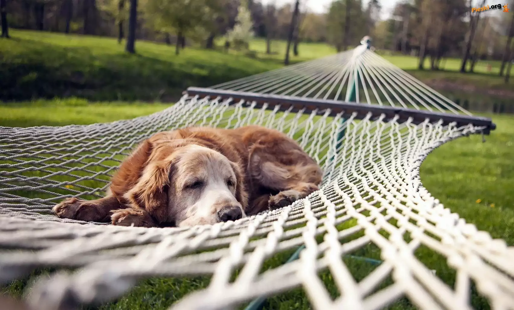 Hamak, Leciwy, Cocer Spaniel, Odpoczynek