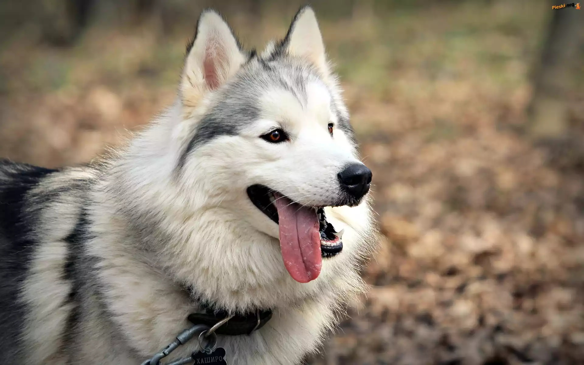 Spacer, Pies, Husky, Las
