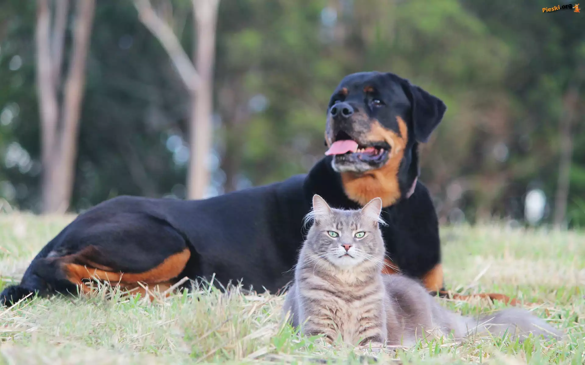 Łąka, Rottweiler, Kot, Park