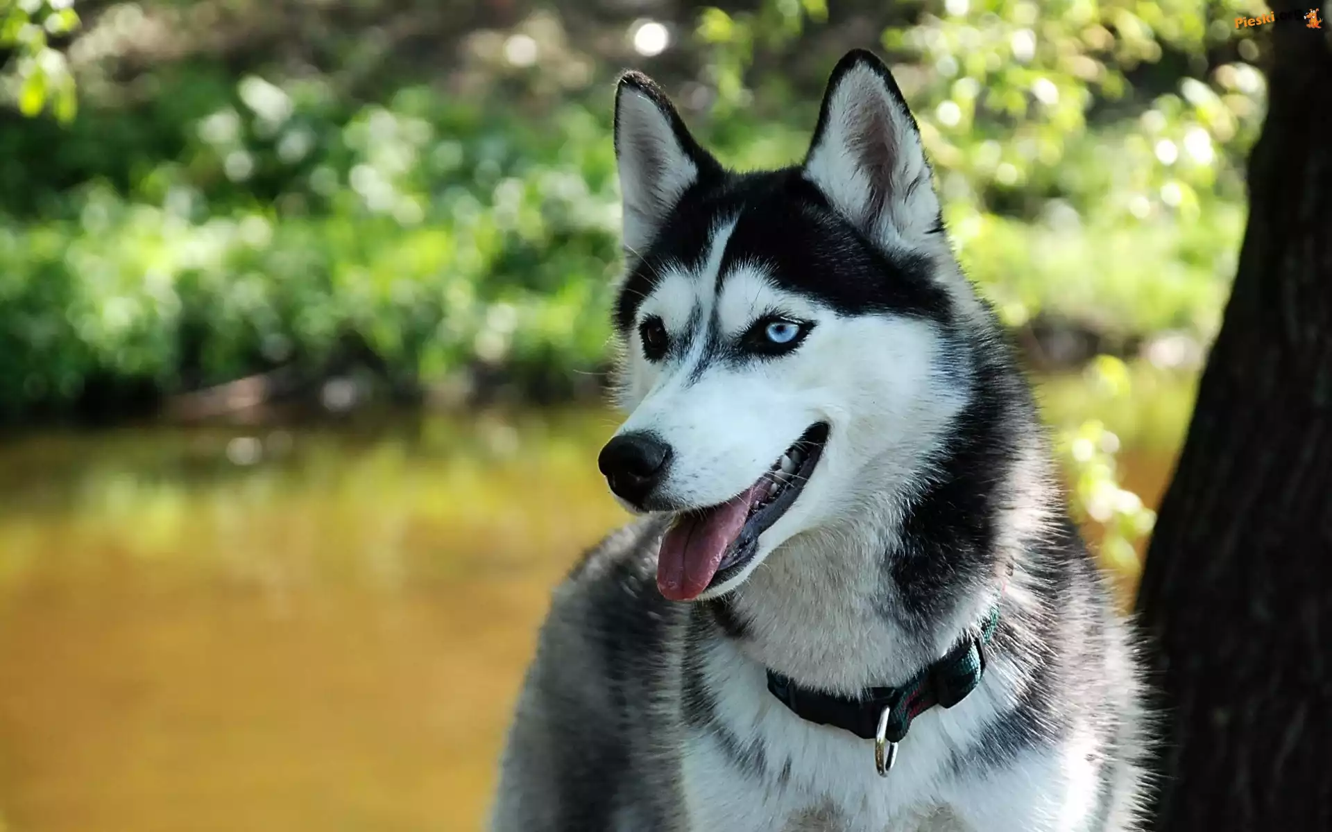 Husky, Drzewo, Park