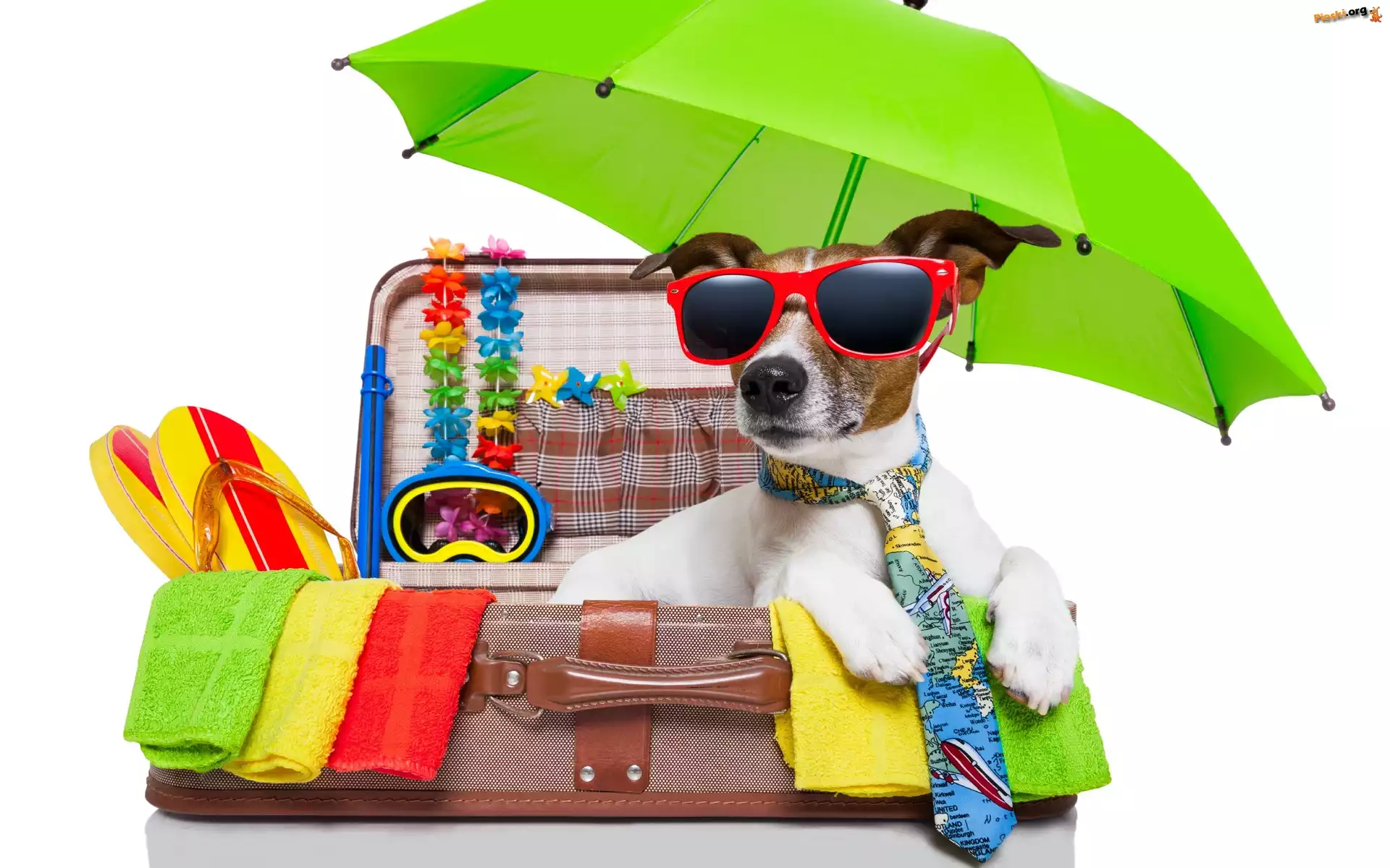 Wakacje, Parasol, Okulary, Waliza, Jack russell terrier