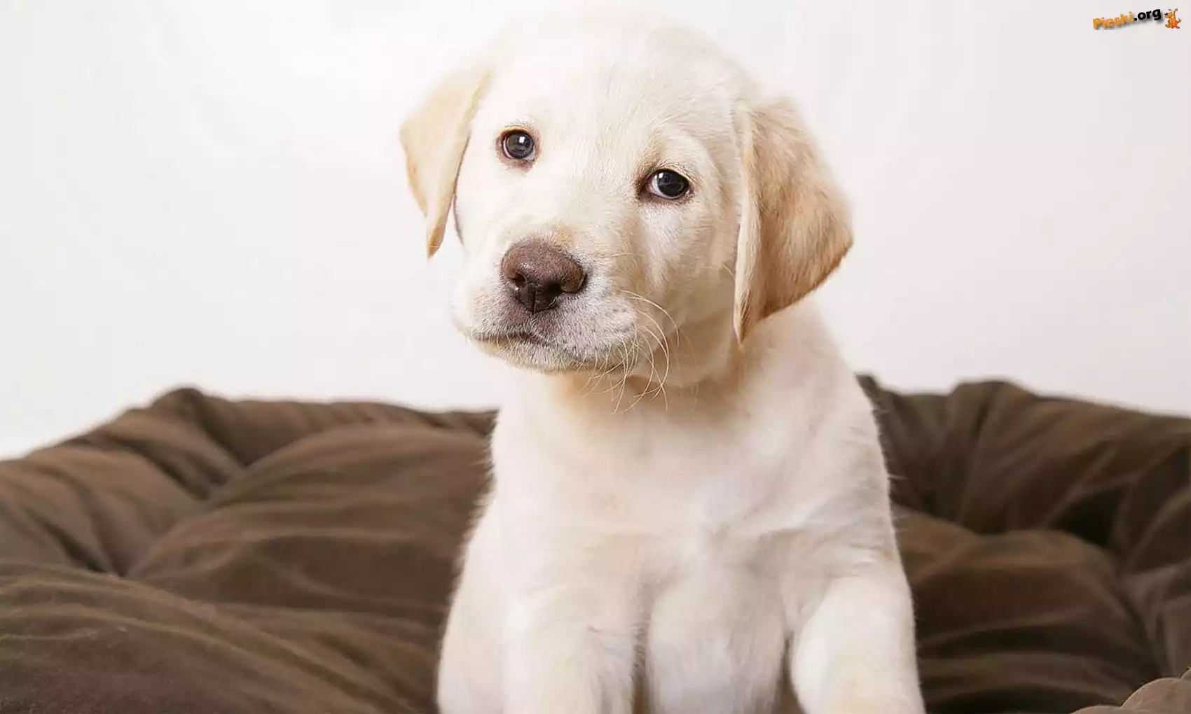 Labrador Retriever, Szczeniak