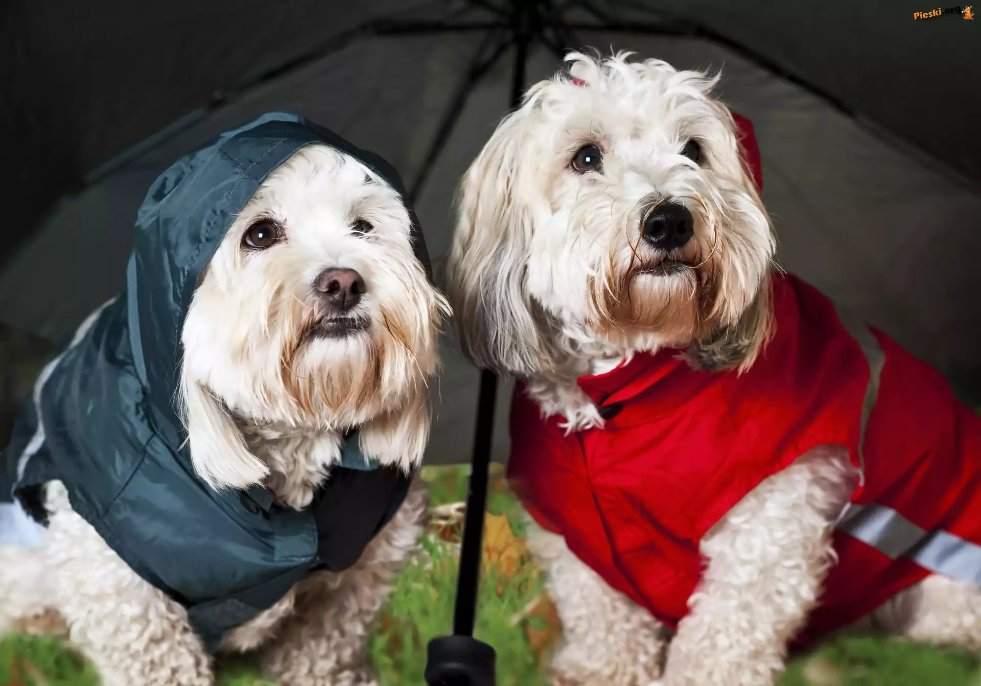 West, Parasolka, Terrier, Highland, White, Ubranka