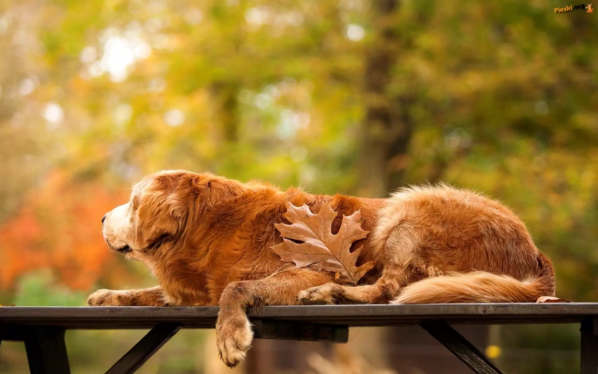 Ławka, Retriever, Golden, Park, Liść