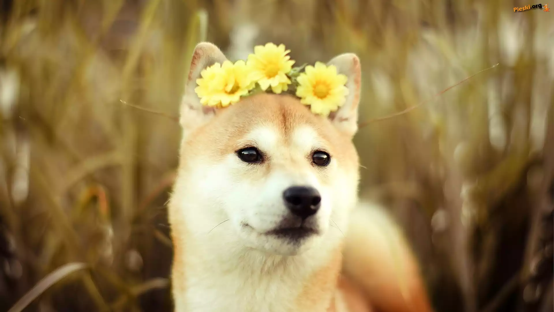 Żółte, Akita, Pies, Inu, Gerbery