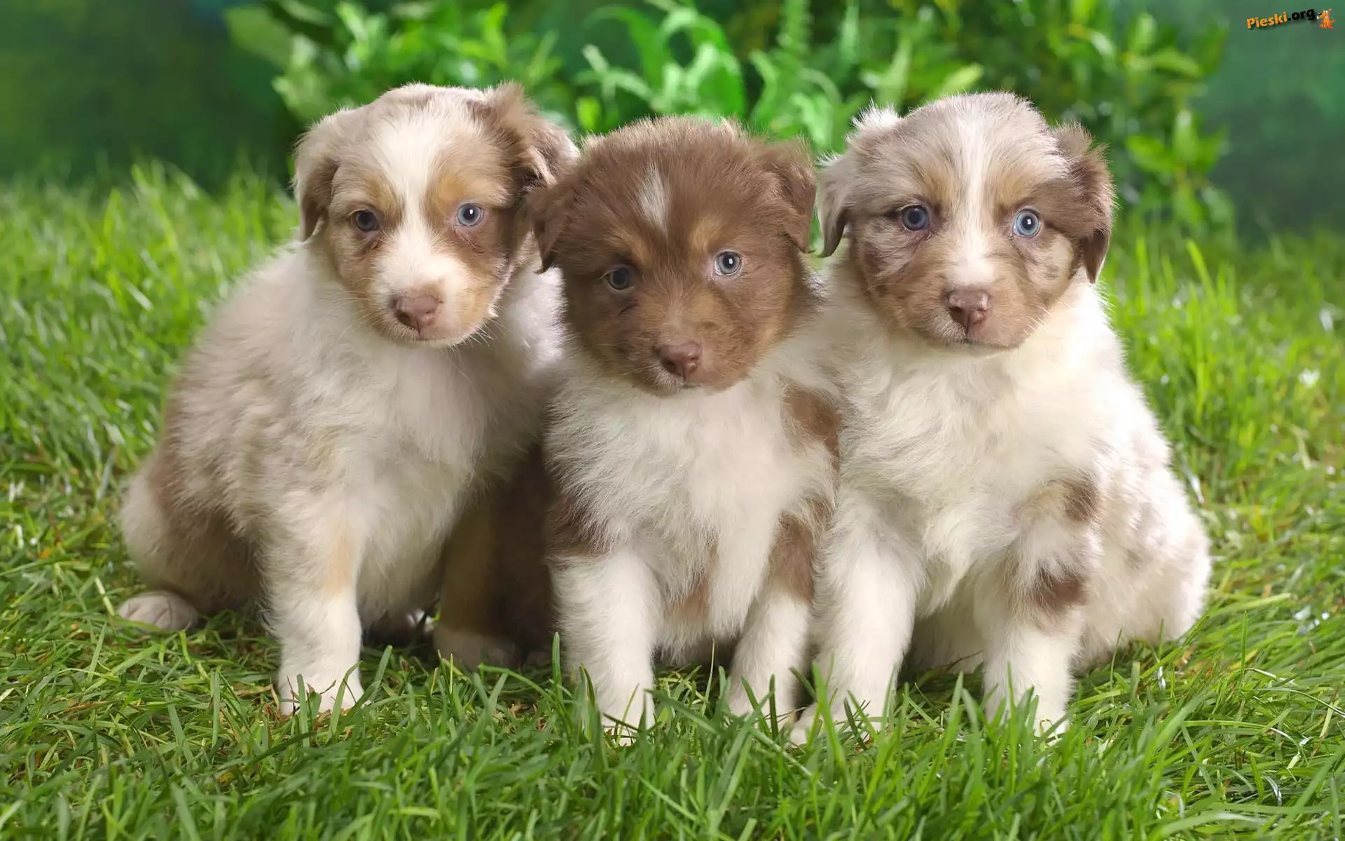 Owczarki australijskie, Trzy, Szczeniaki, Australian shepherd