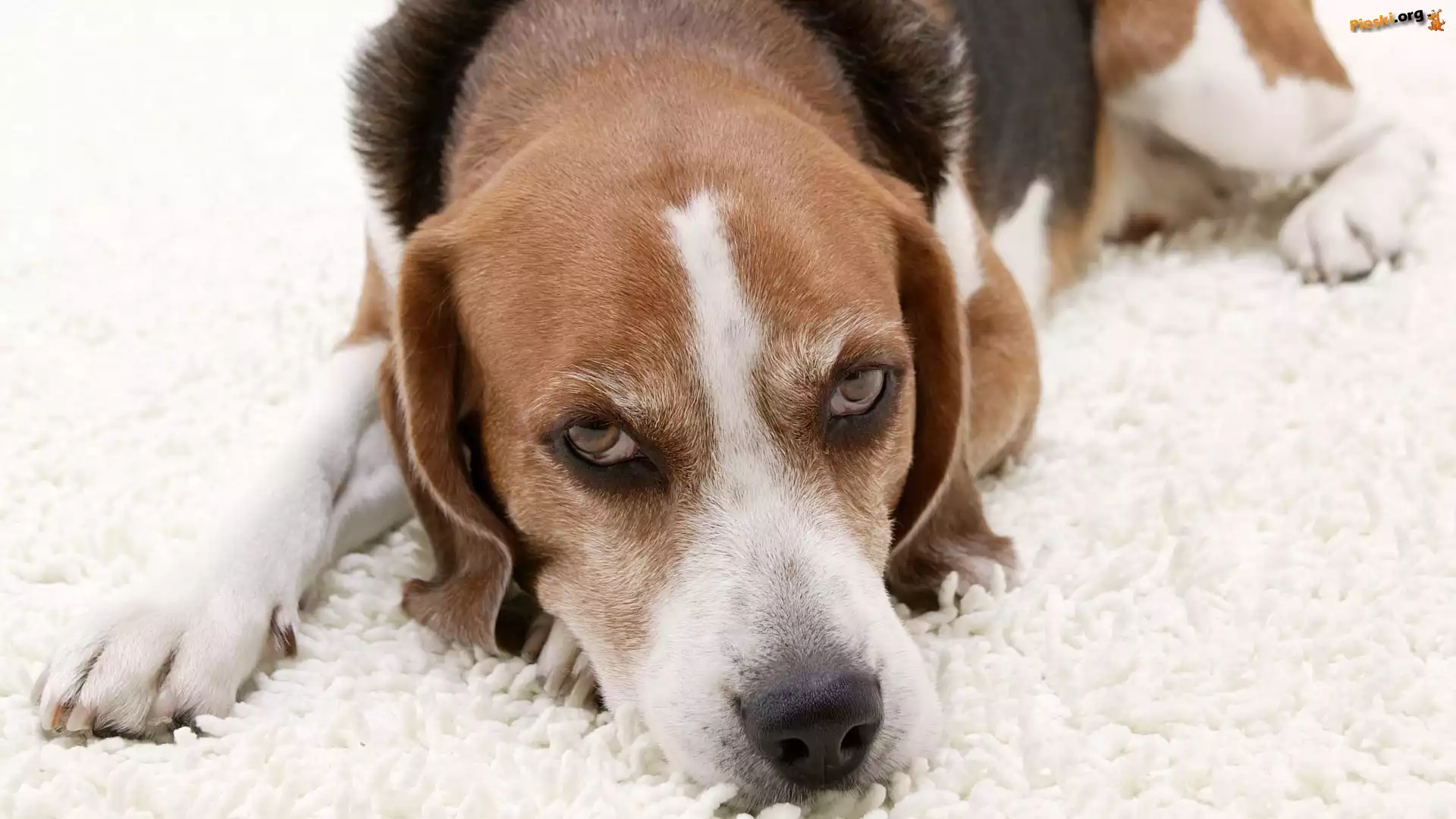 Beagle, Mordka