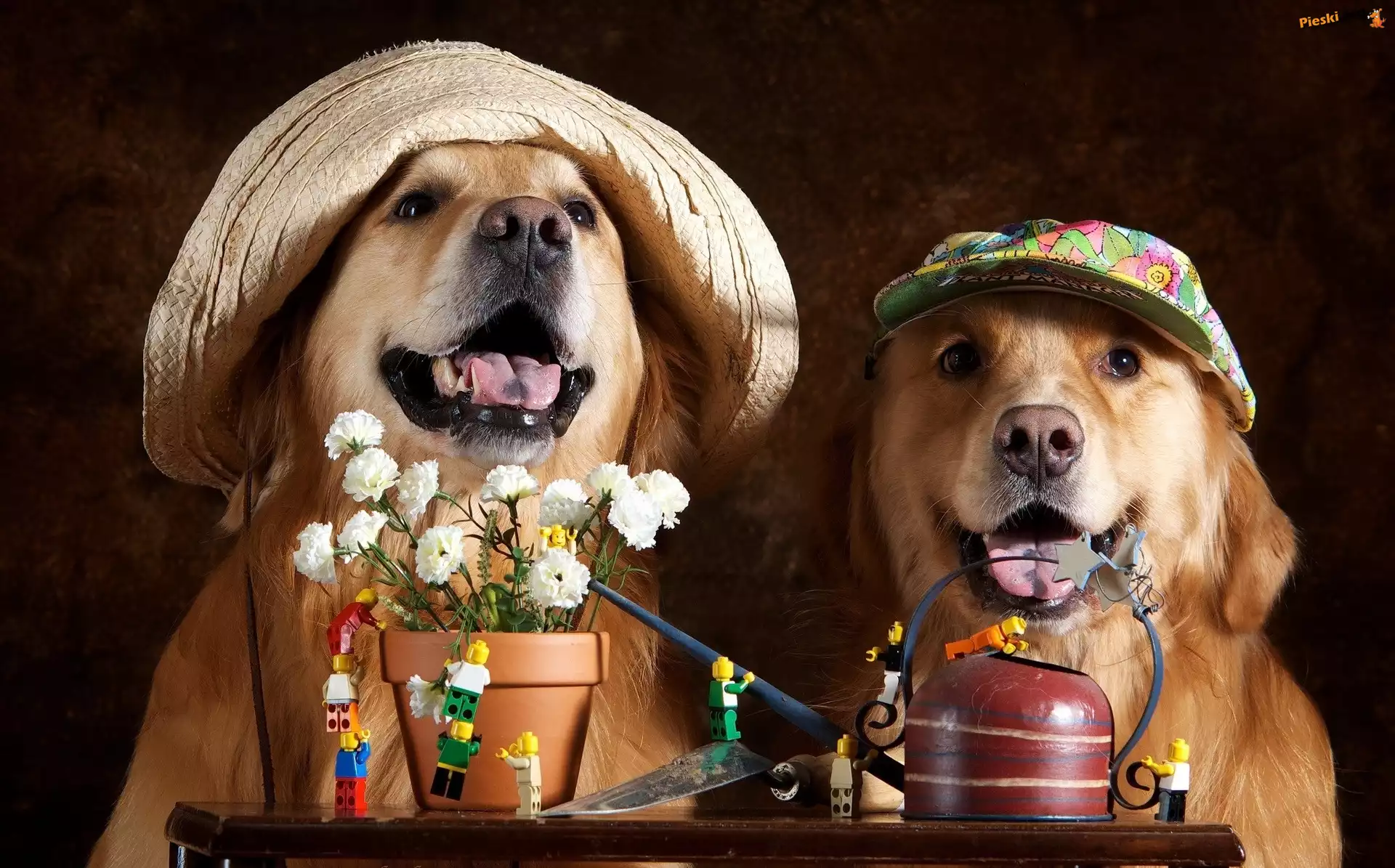 Czapki, Psy, Dwa, Golden retrievery, Kwiaty