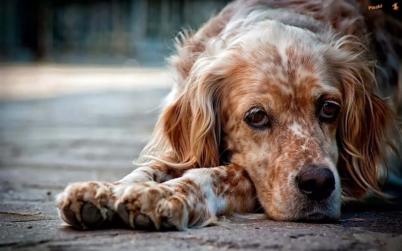 Zbliżenie, Mordka, Spaniel, Łapy, Rozmycie