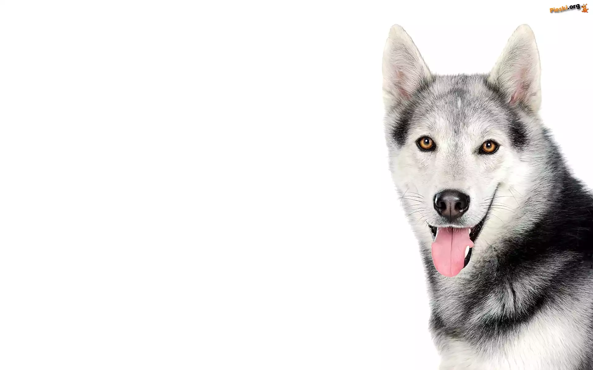 Pies, Siberian Husky
