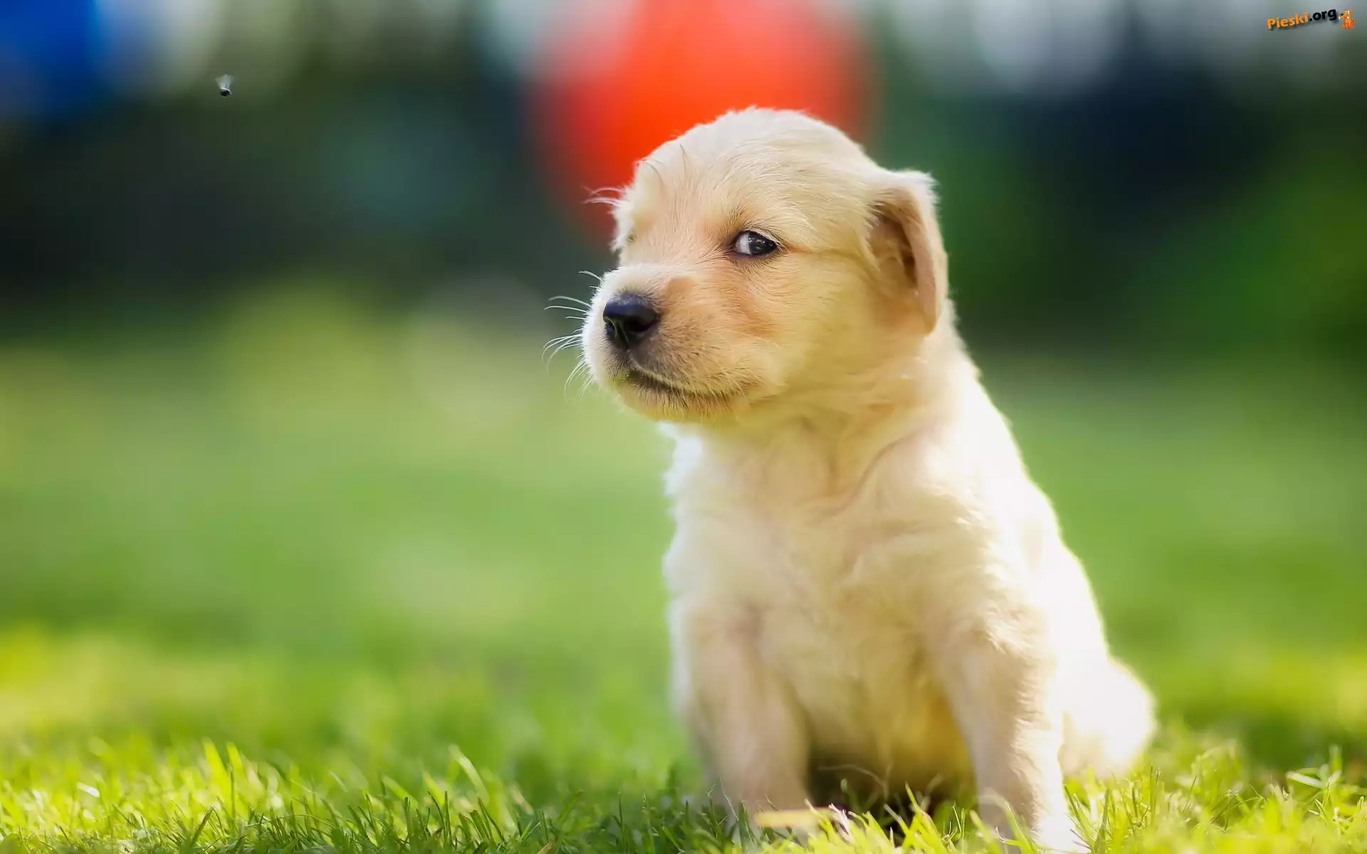 Szczeniaczek, Golden, Retriever, Łąka