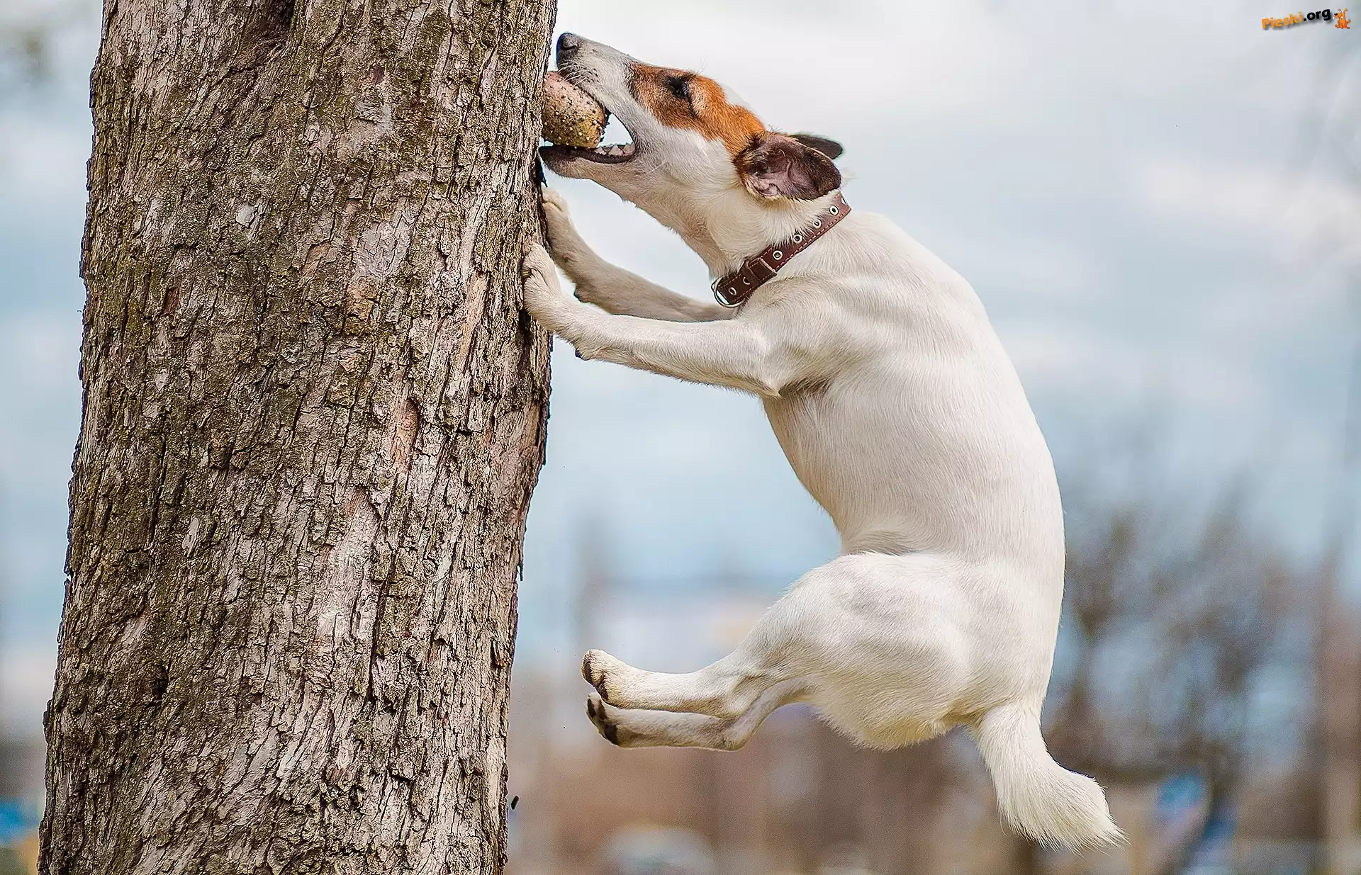 Drzewo, Pies, Jack Russell Terrier, Skok