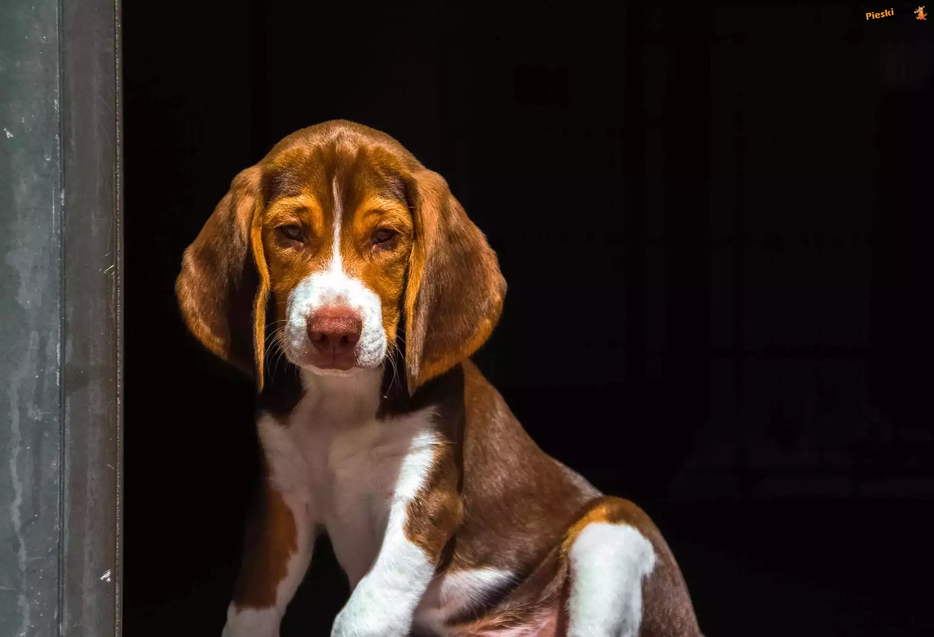 Pies, Szczeniak, Beagle
