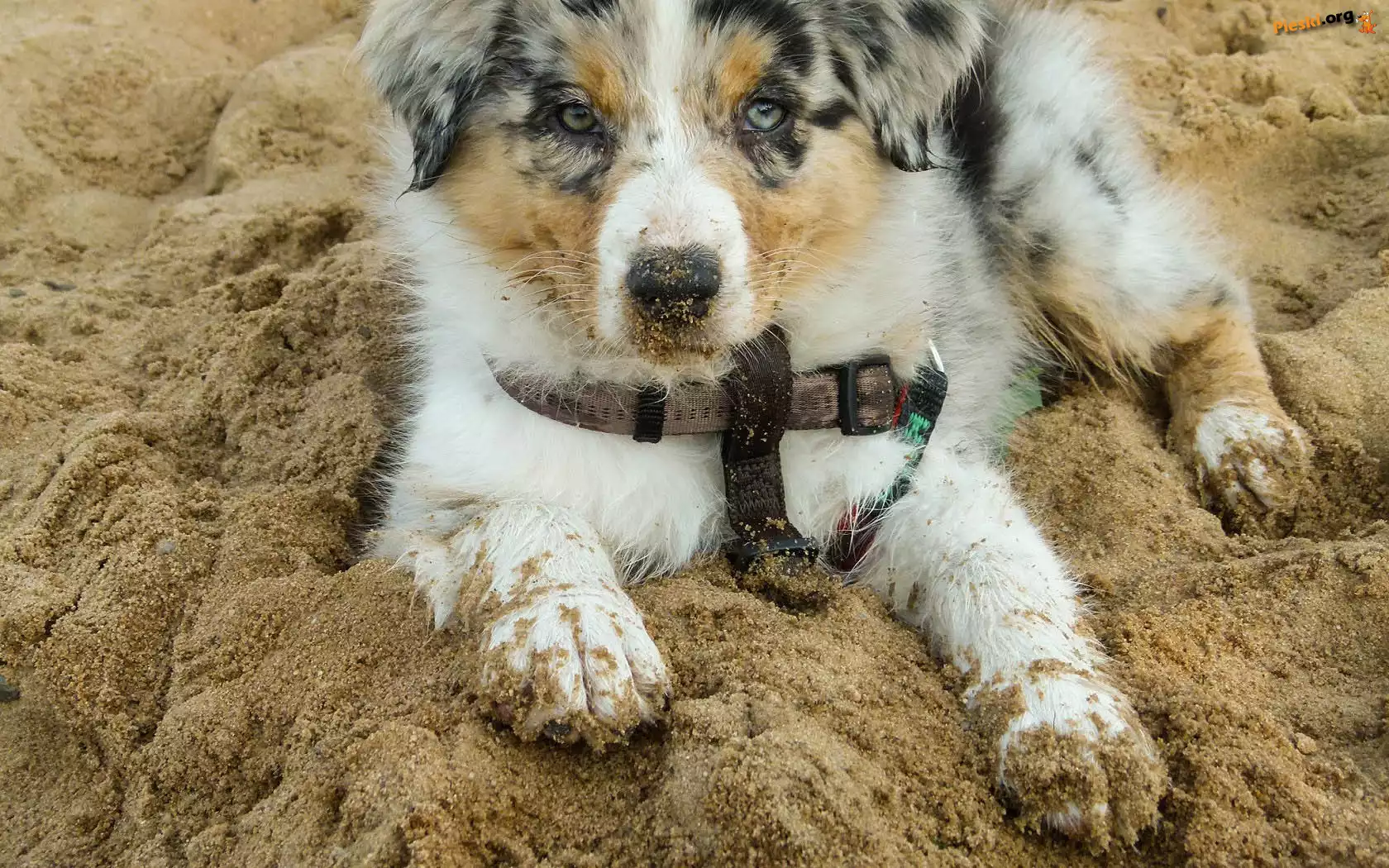 Szczeniak, Owczarek australijski-australian shepherd