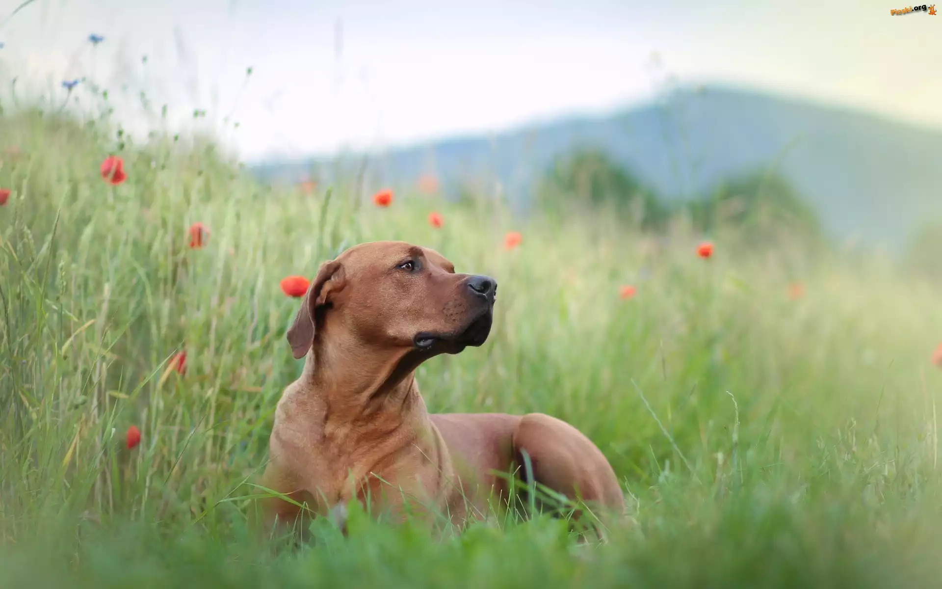 Rhodesian ridgeback