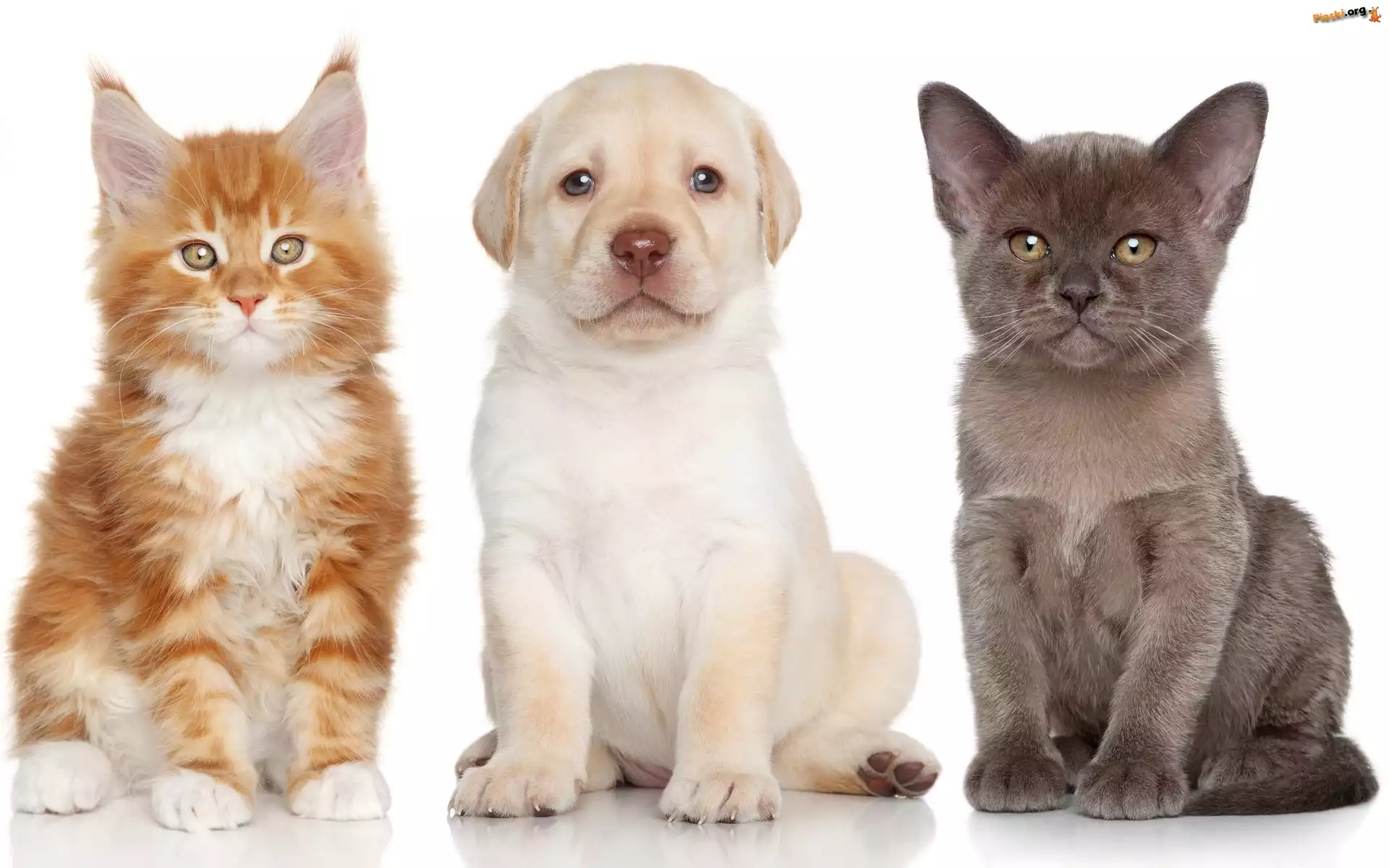 Szczeniak, Maine Coon, Kot, Labrador, Kot Birmanski