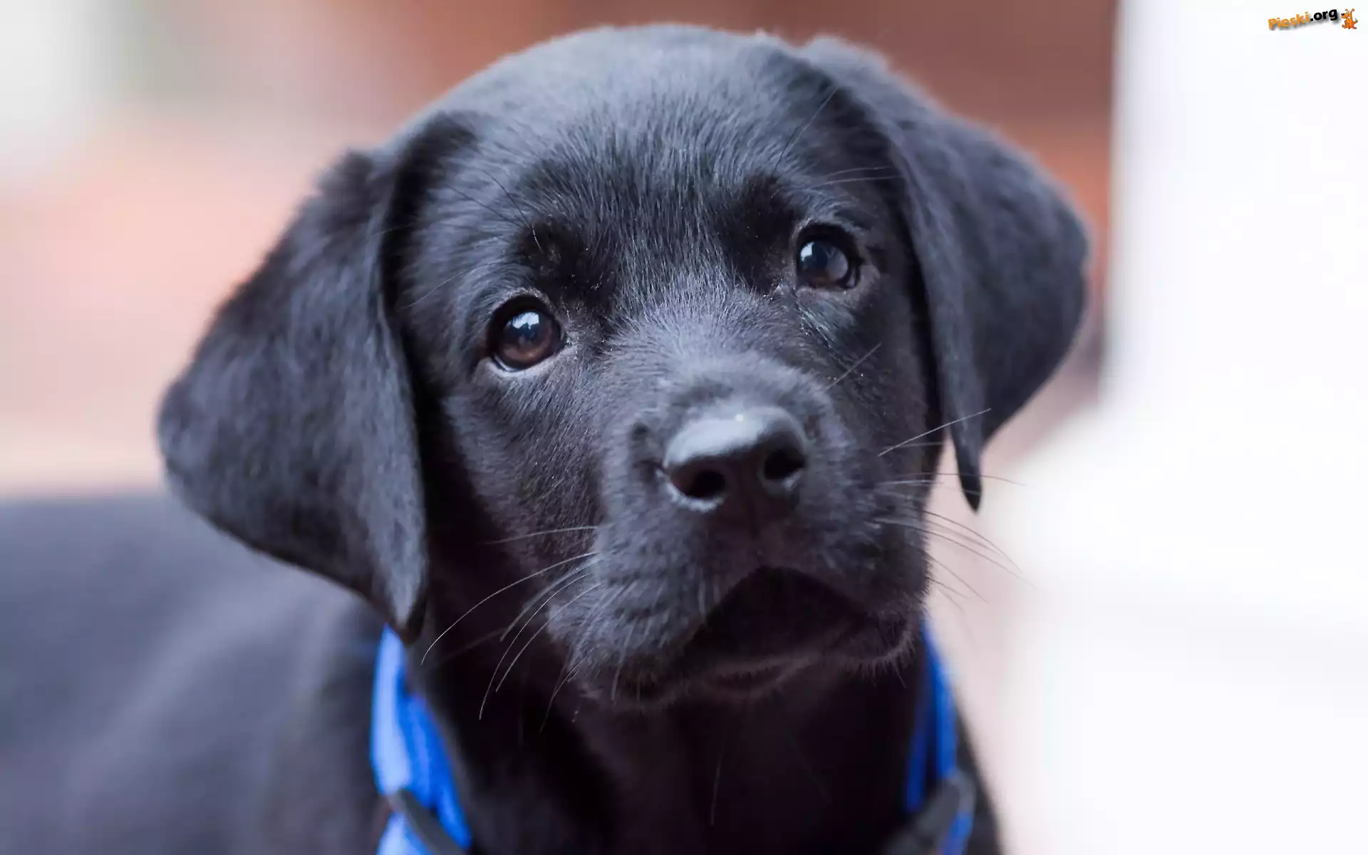 Labrador retriever, Czarny, Szczeniak