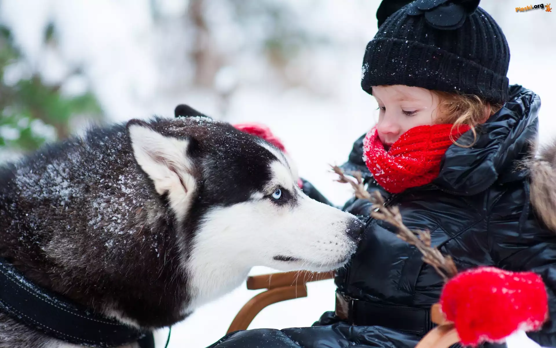Pies, Zima, Dziecko, Gałązka, Siberian Husky