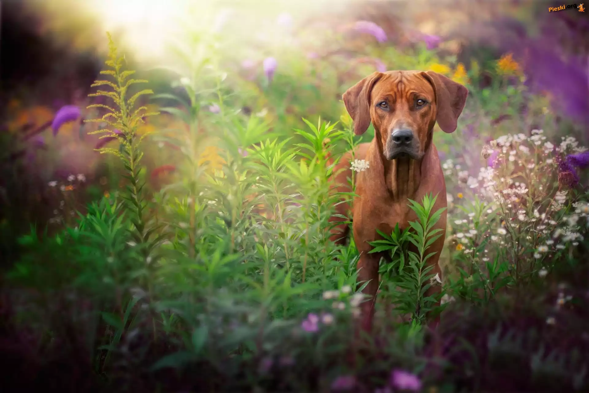 Rośliny, Pies, Rhodesian ridgeback, Łąka