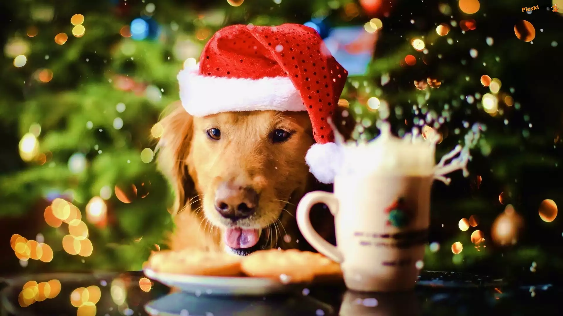 Mikołaja, Golden retriever, Pies, Czapka, Kubek