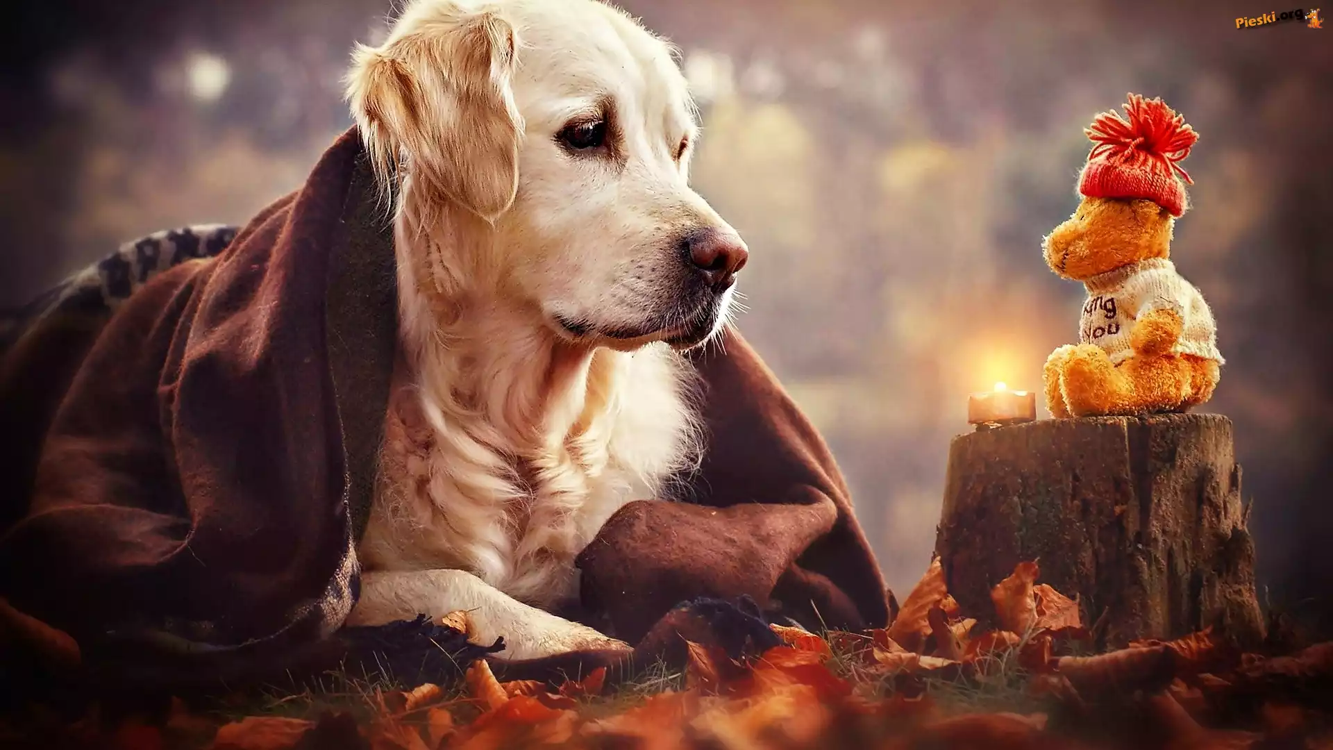 Pies, Świeczka, Miś, Golden retriever, Zabawka, Pień