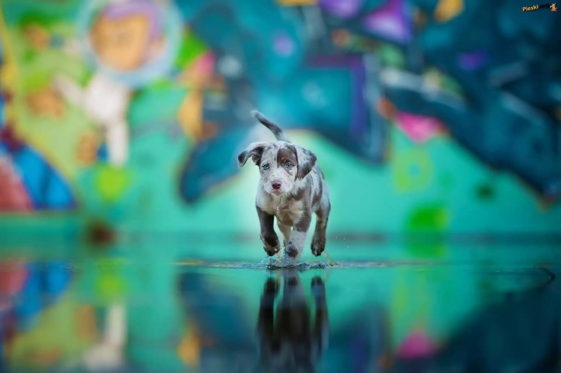 Oczy, Woda, Pies, Niebieski, Owczarek australijski-australian shepherd