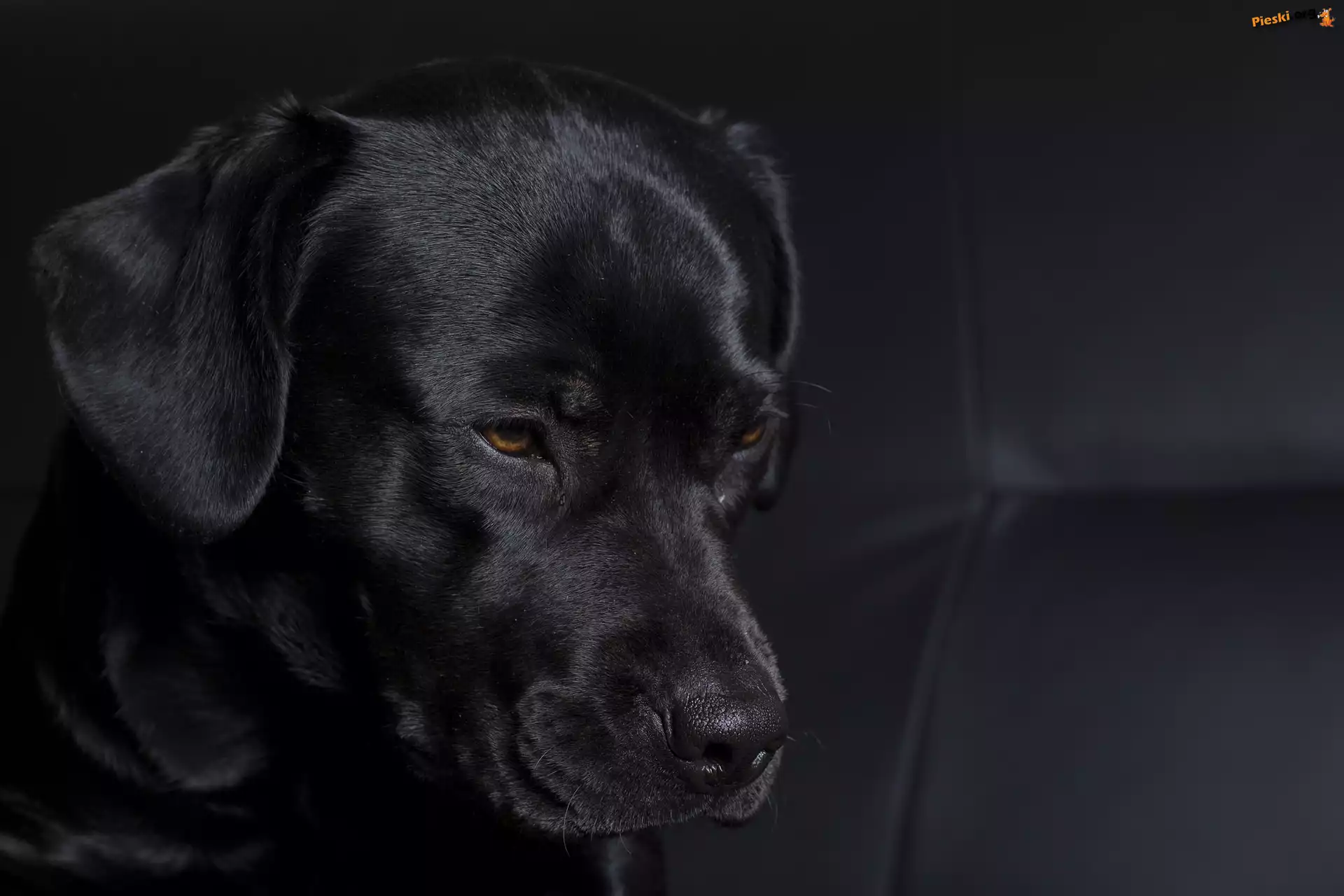 Czarny, Piesek, Labrador Retriever