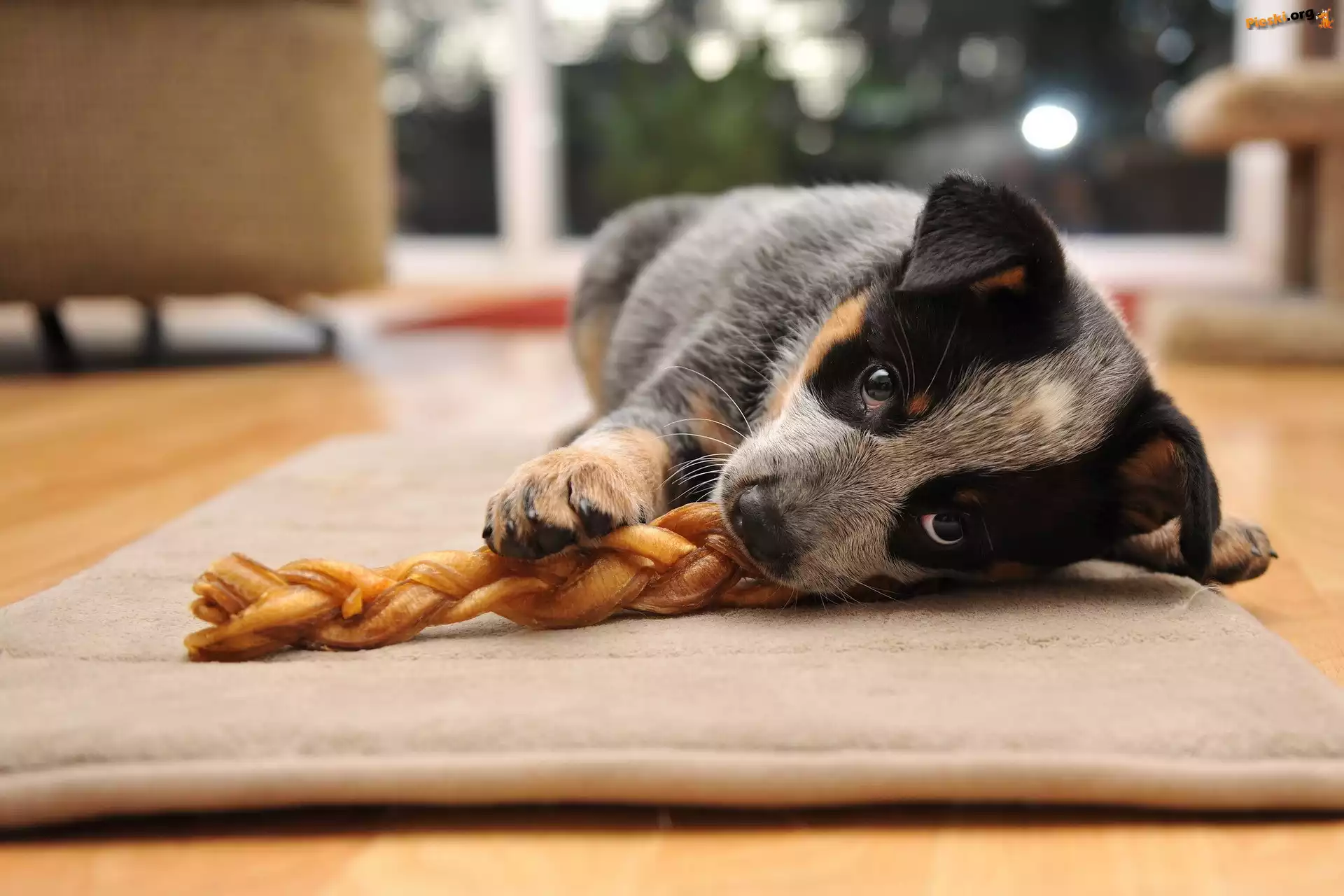 Leżący, Szczeniak, Australian cattle dog