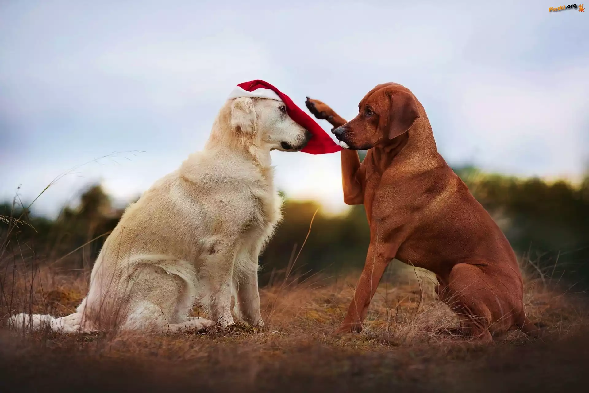Rhodesian ridgeback, Psy, Dwa, Golden retriever, Czapka