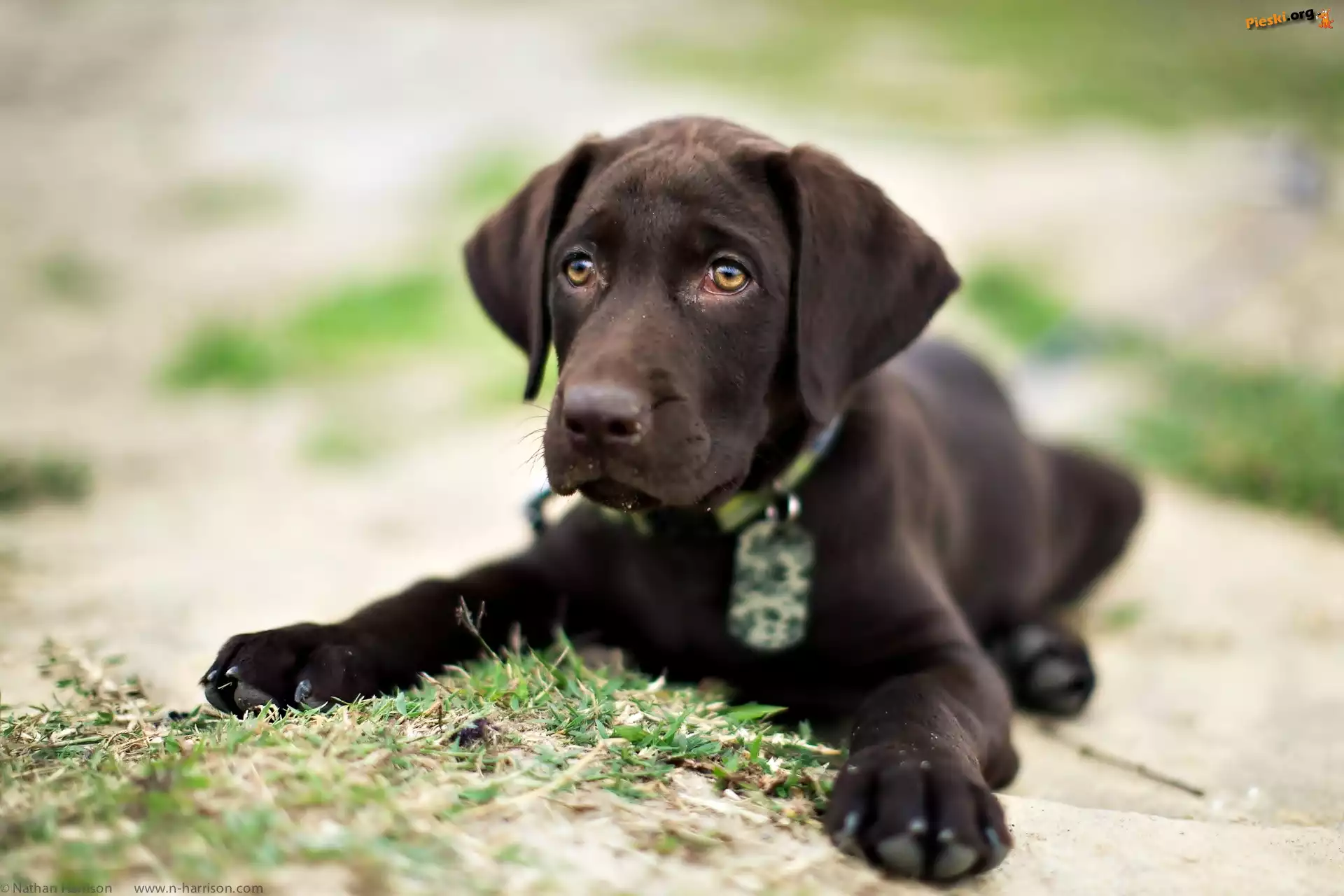 Szczeniak, Brązowy, Pies, Labrador retriever