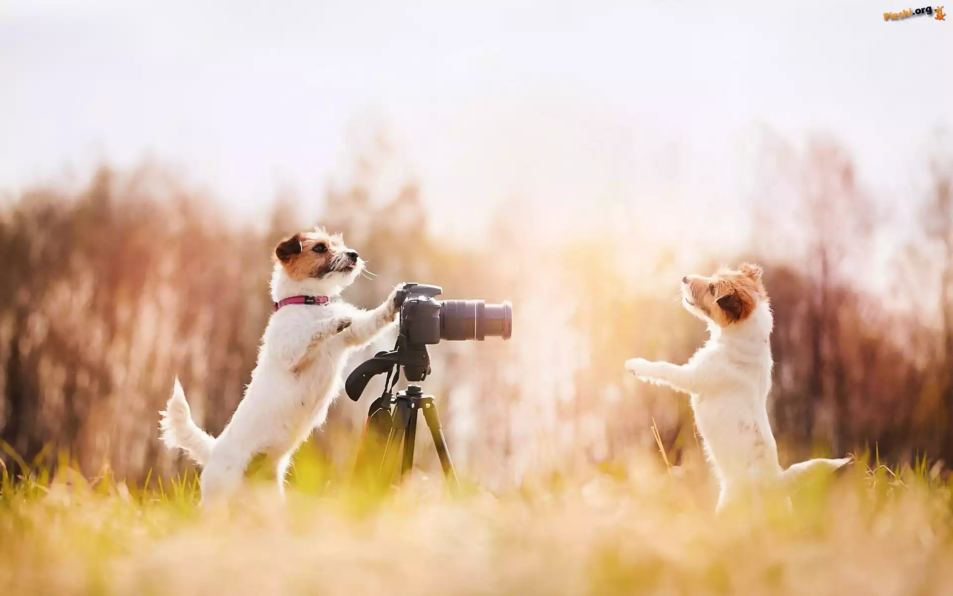 Aparat, Łąka, Psy, Fotograficzny