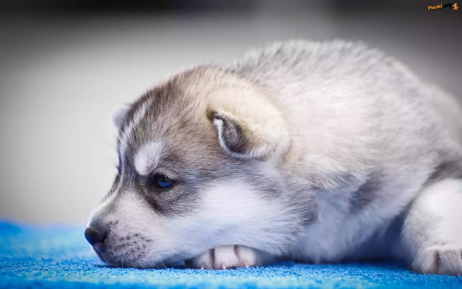 Piesek, Szczeniak, Siberian Husky