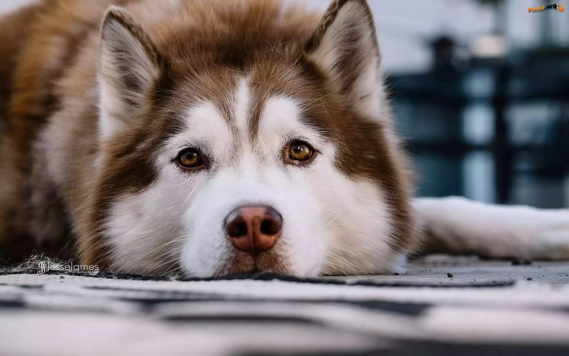 Piesek, Siberian Husky
