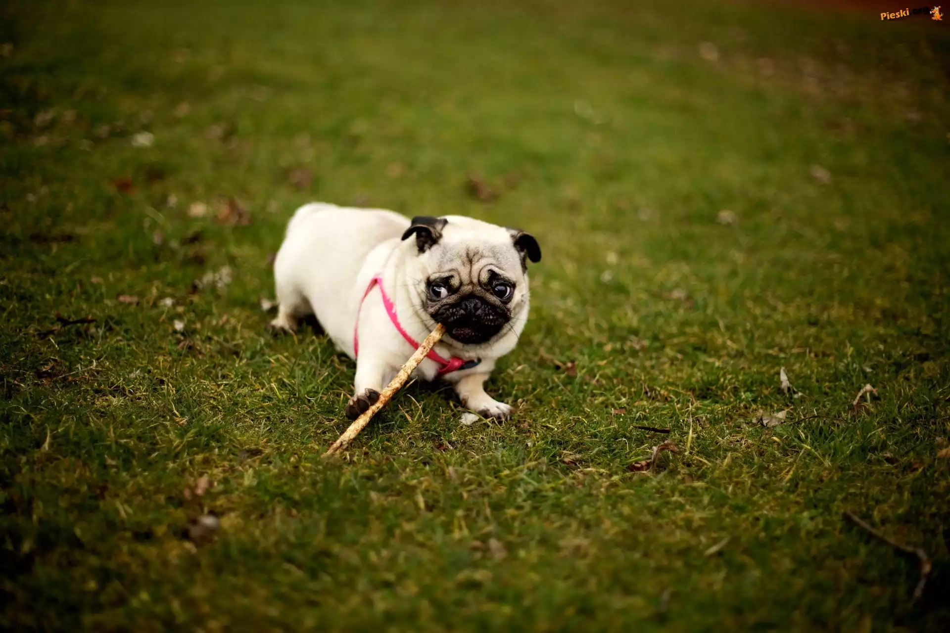 Trawa, Mops