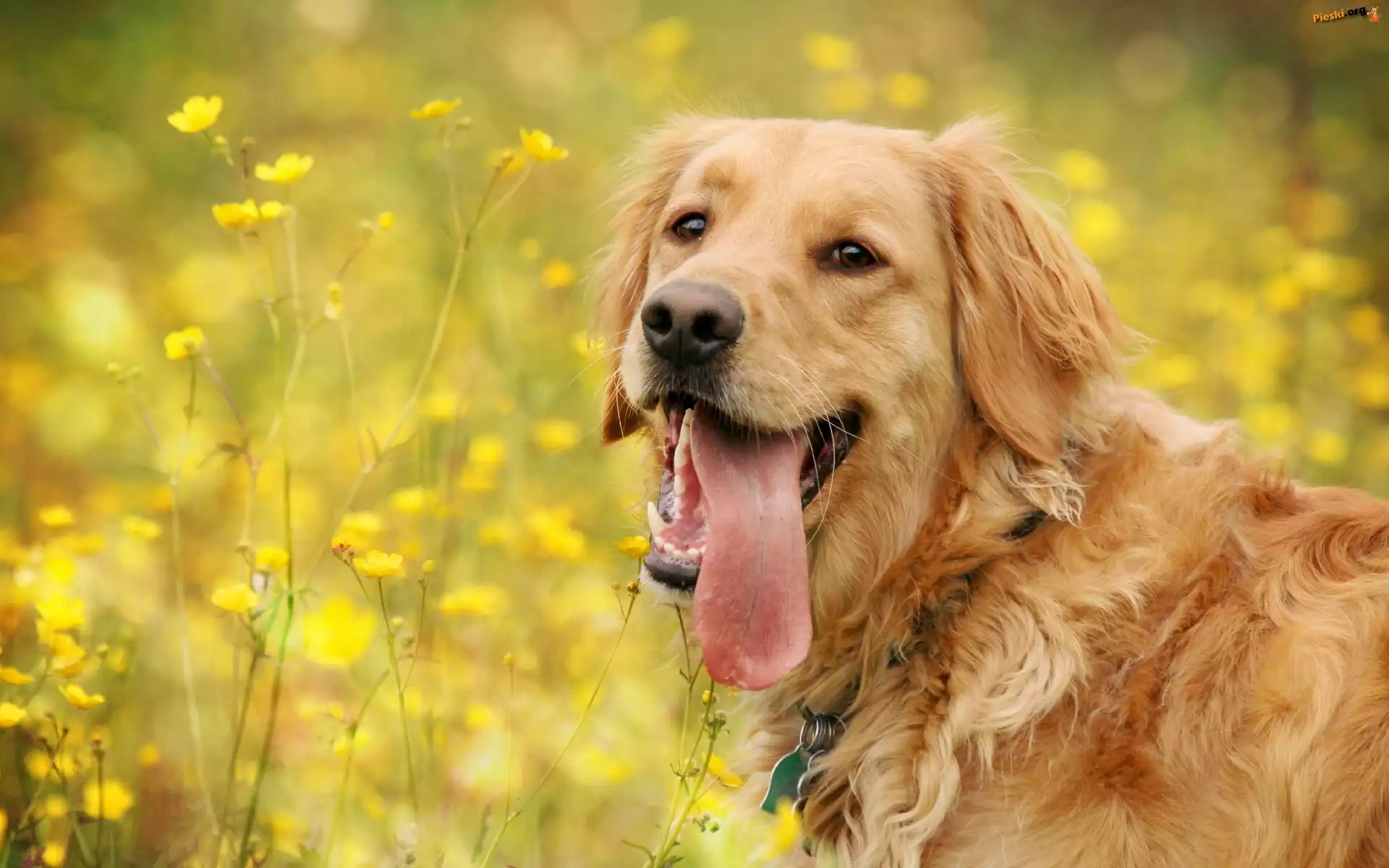 Żółte, Retriever, Golden, Łąka, Kwiatki