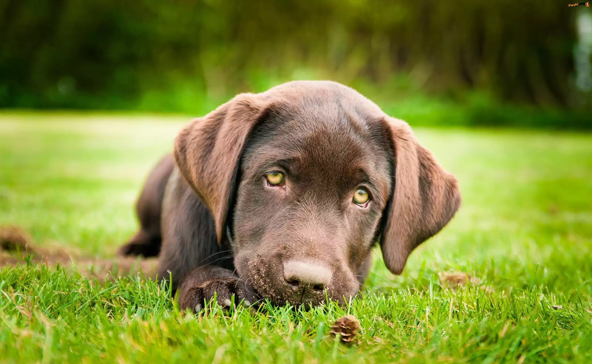 Labrador, Smutny, Brązowy, Retriever